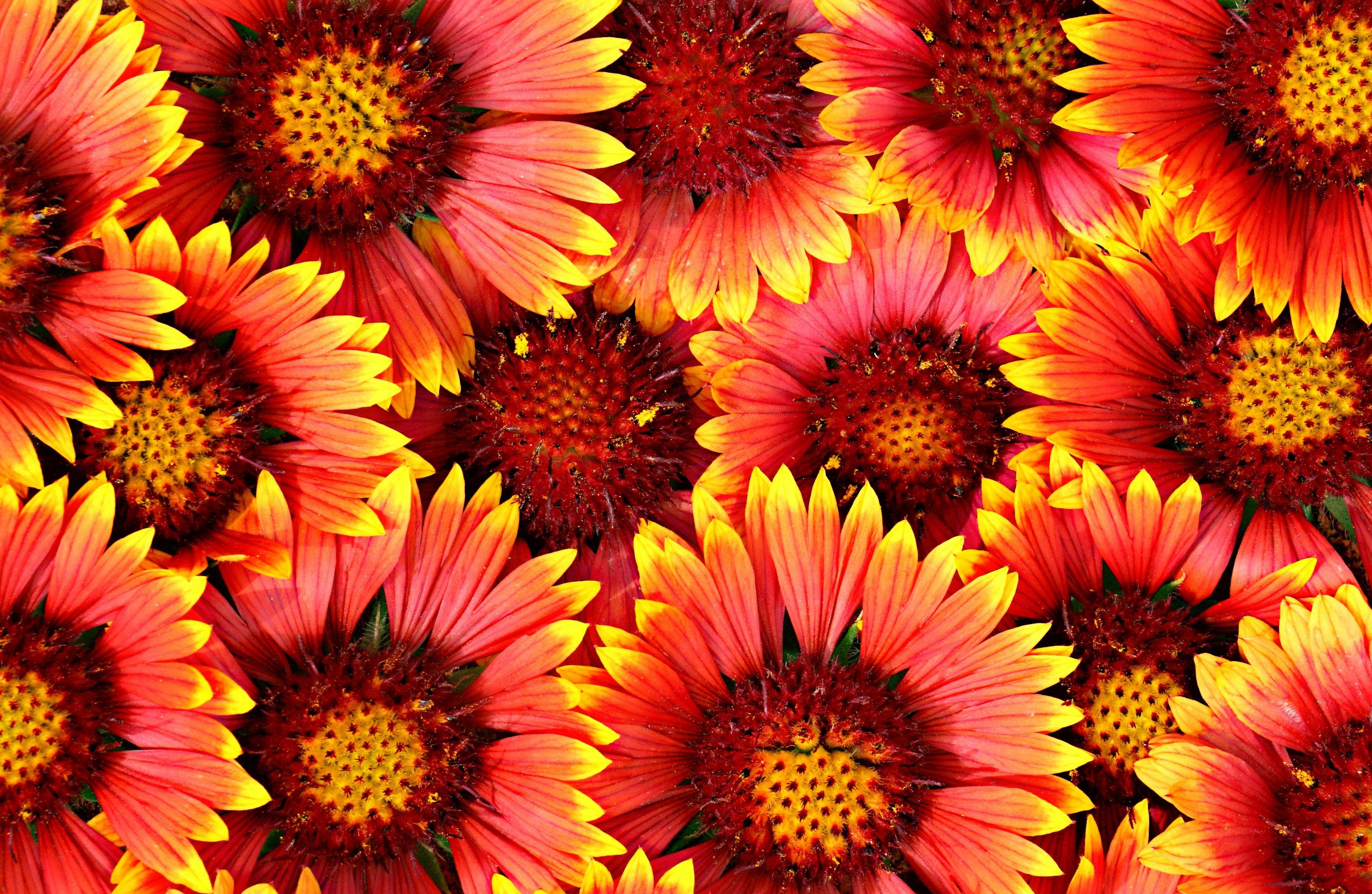 Red Sunflower Wallpapers - Top Free Red Sunflower Backgrounds - WallpaperAccess
