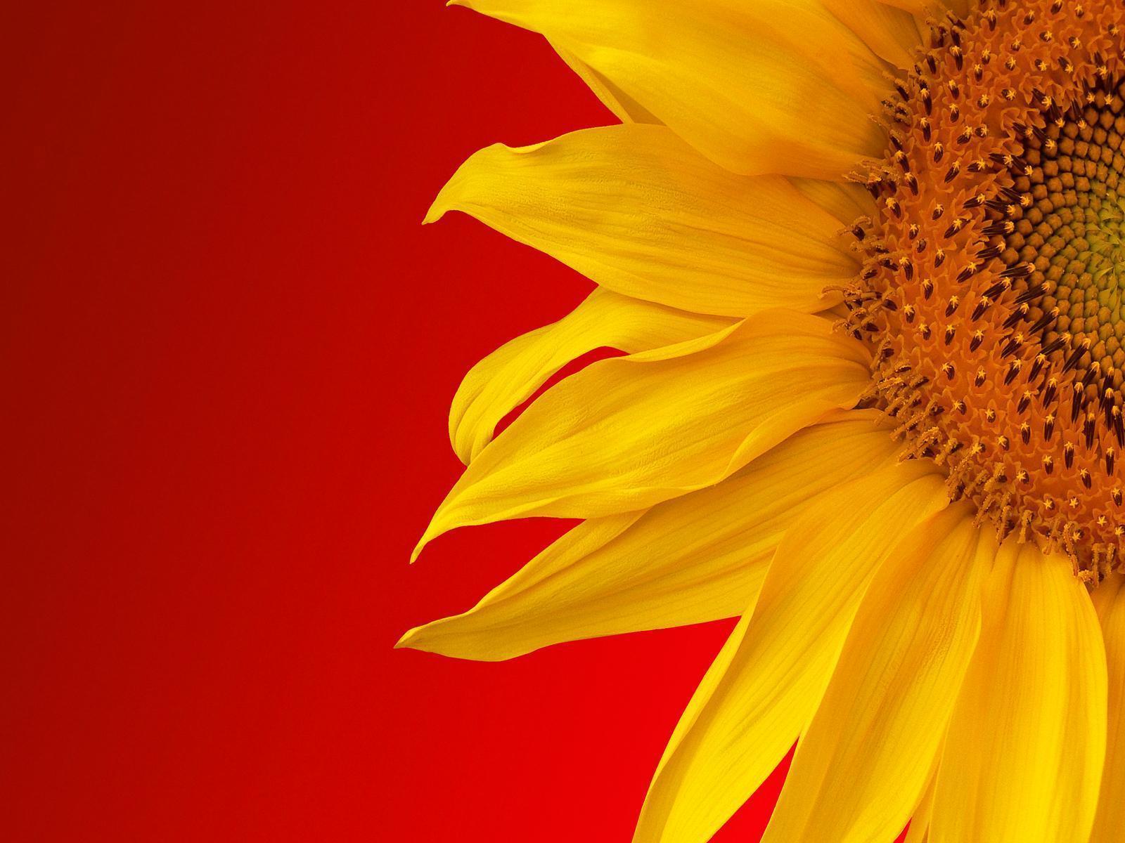 1600x1200 Sunflower Wallpaper