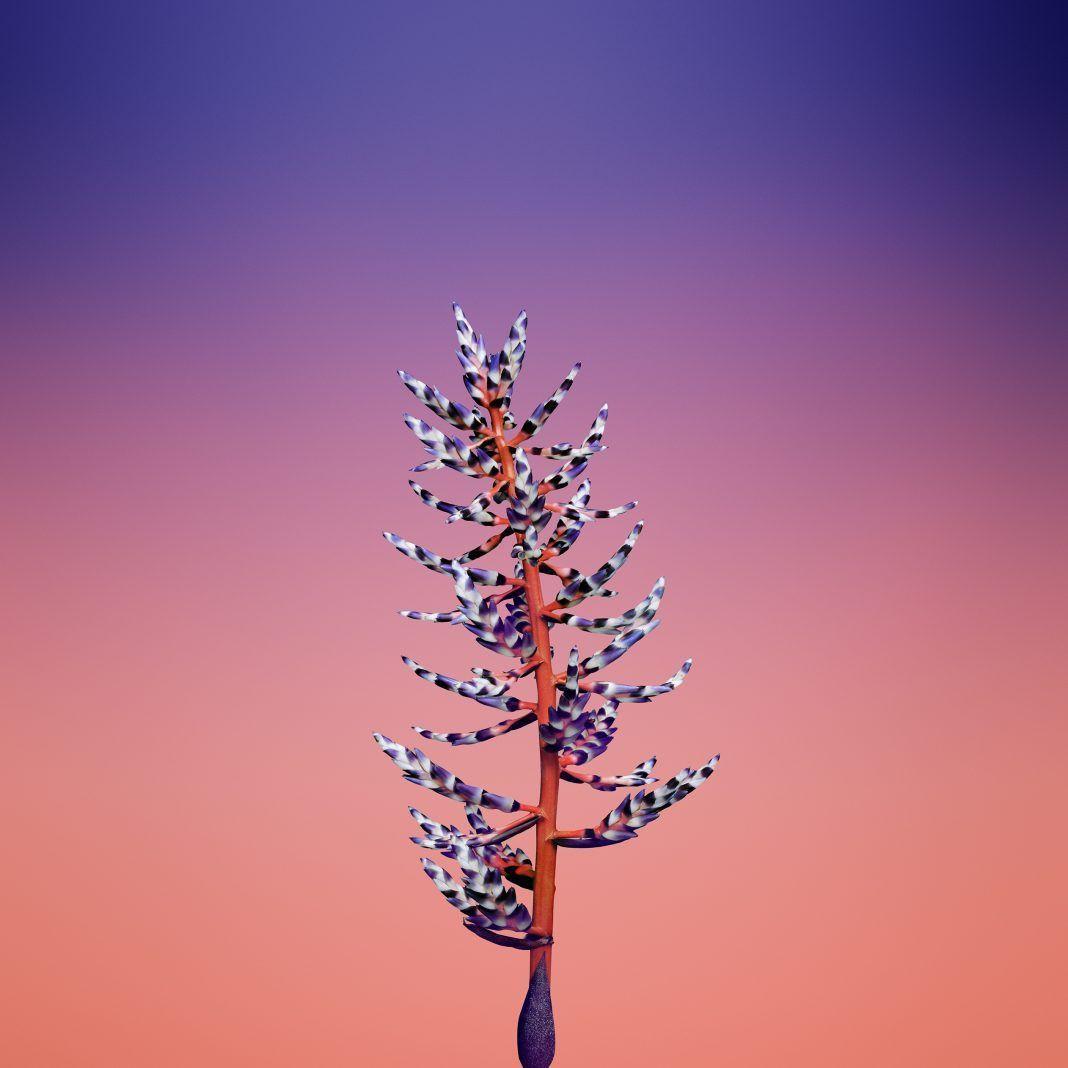 1068x1068 Download iPhone 8 Stock Wallpaper 44 Wallpaper. Amazing HD