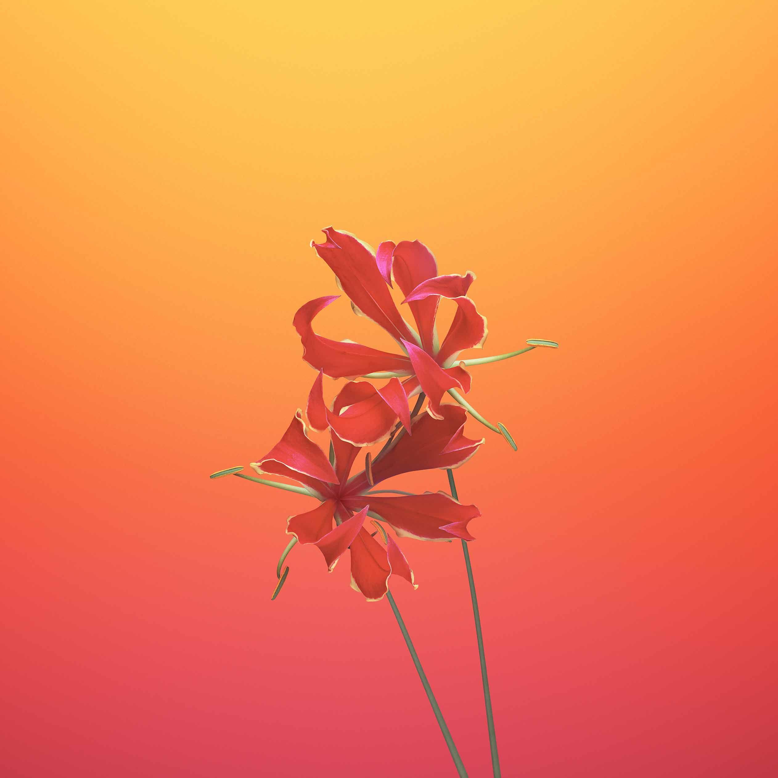 2524x2524 Download iPhone 8 Stock Wallpaper (44 Wallpaper)