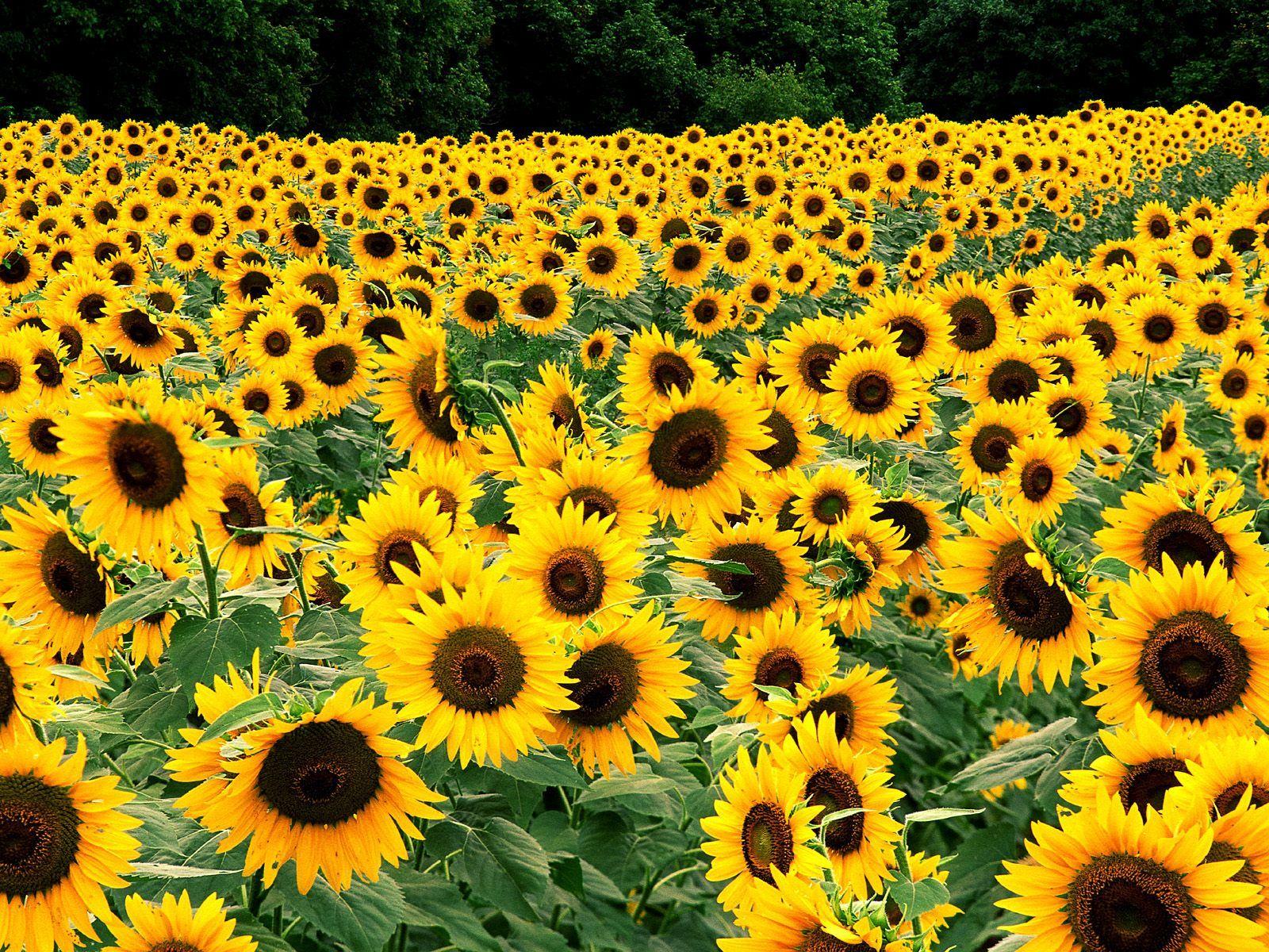1600x1200 Red Sunflower Wallpaper HD Wallpaper 1600x1200
