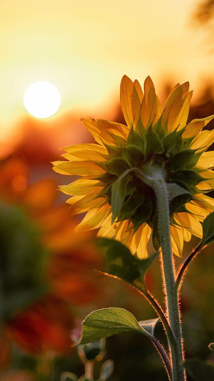 Hình nền iPhone 736x1308 Super Pretty Sunflower
