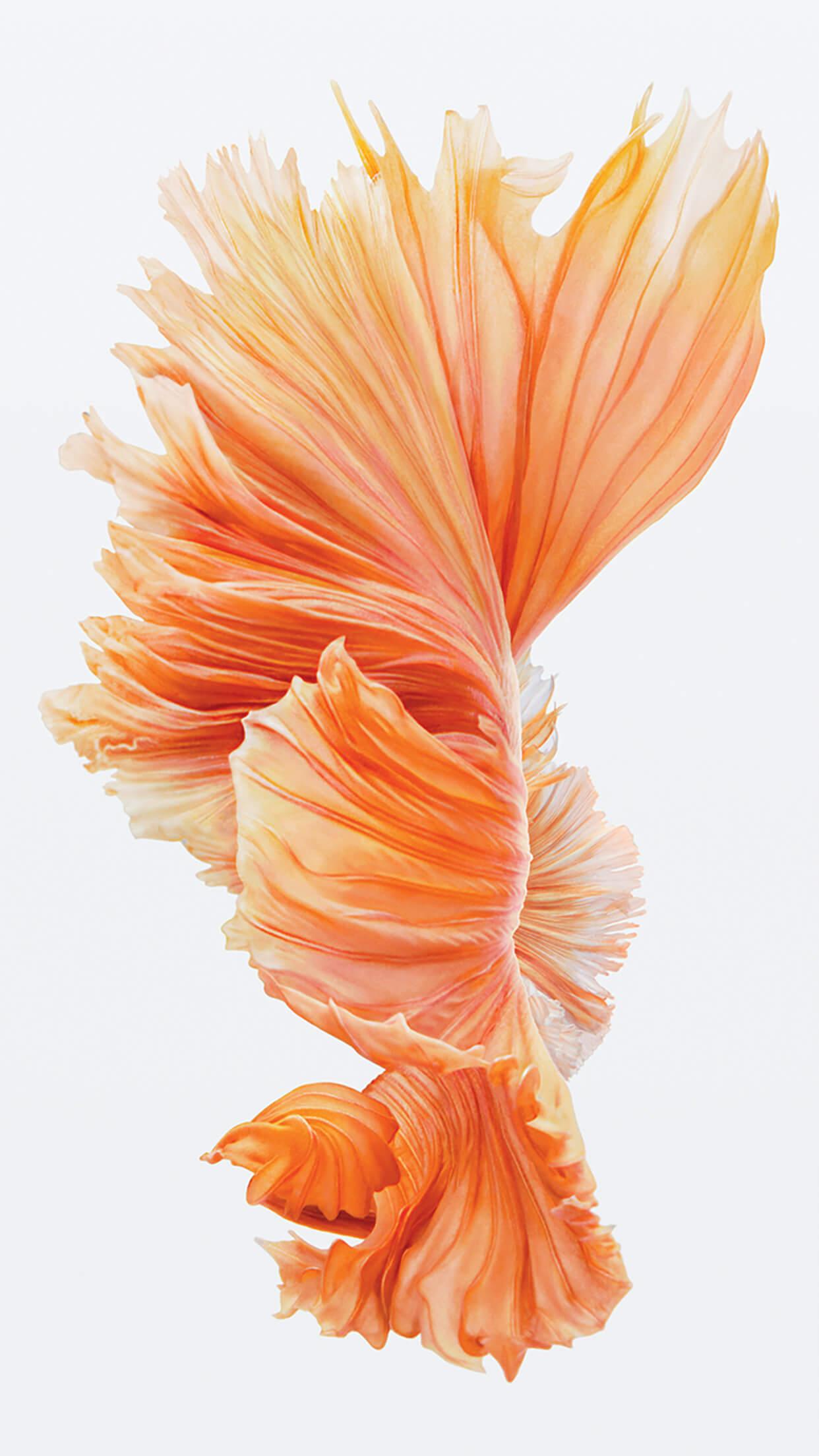 1242x2208 IPhone 6 Stock Wallpaper