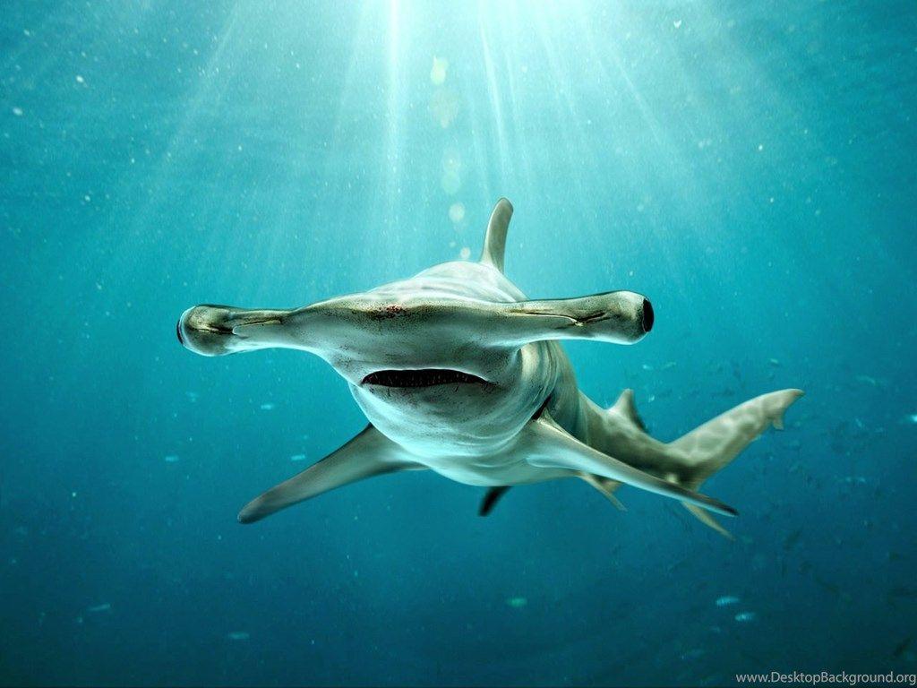 1900 Hammerhead Shark Stock Photos Pictures  RoyaltyFree Images   iStock  Whale shark Tiger shark Shark