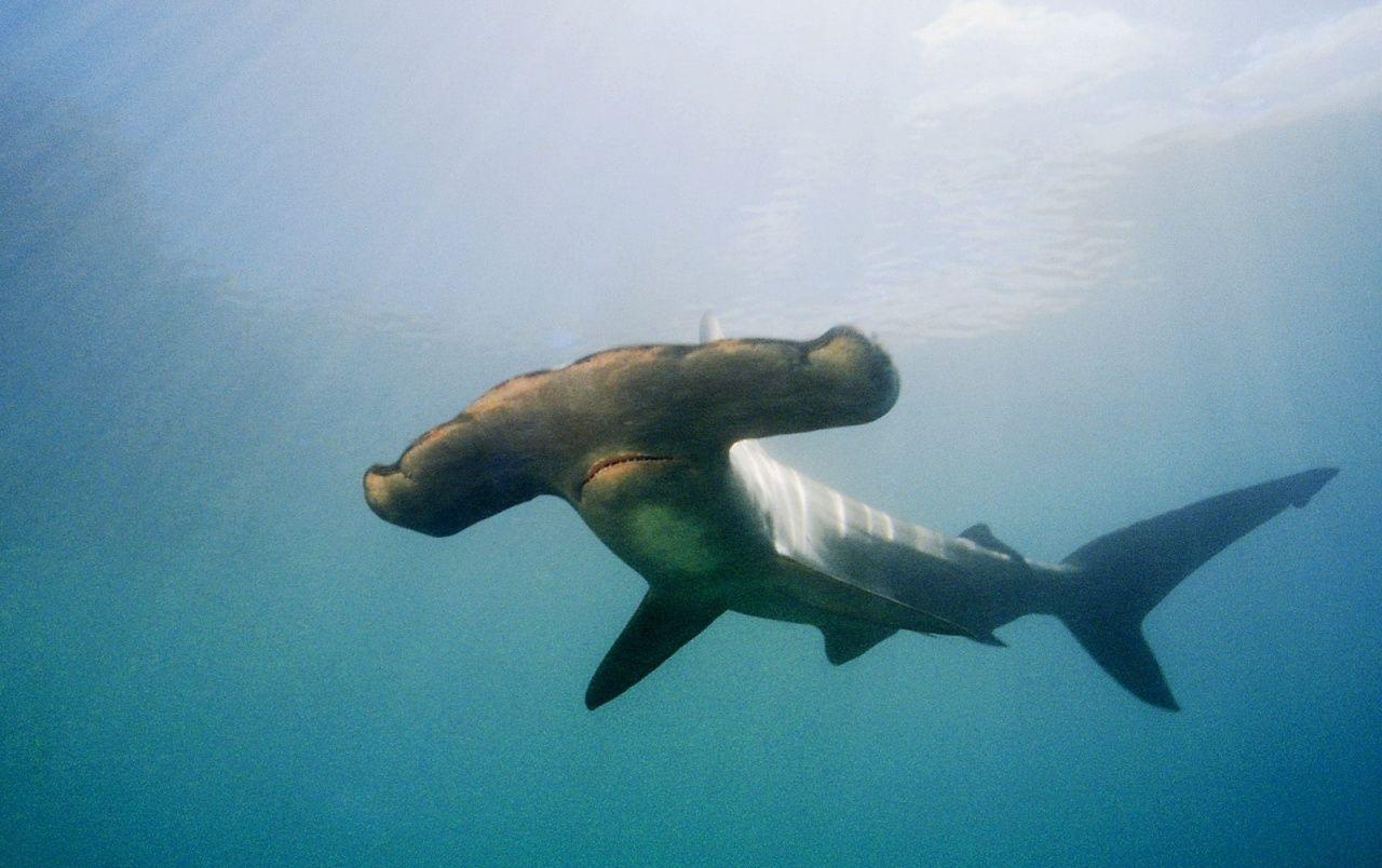1280x804 Hammerhead Shark wallpaper. Hammerhead Shark