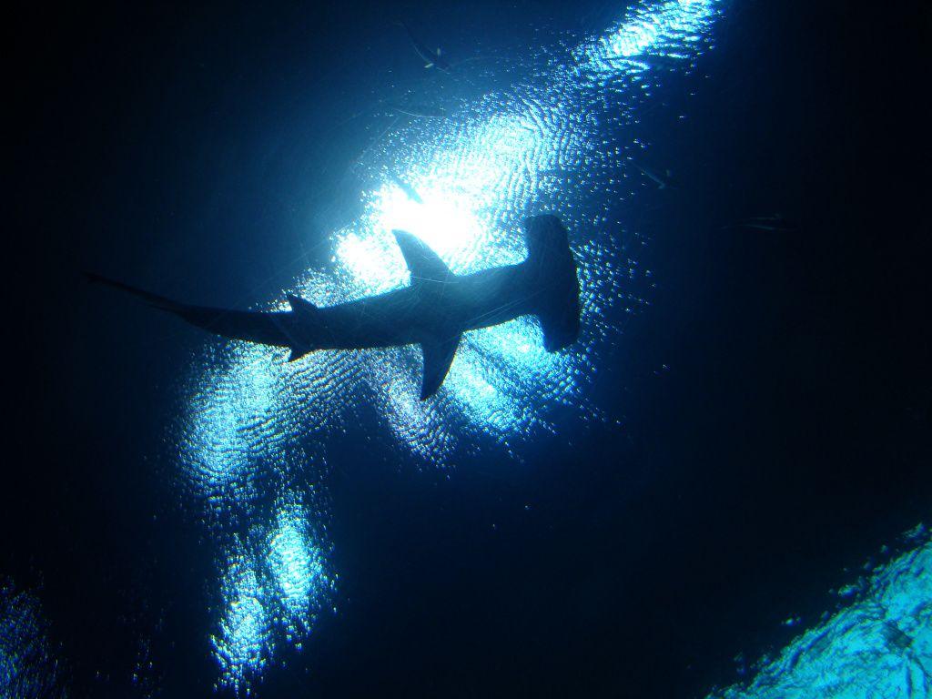 1024x768 Video: Hammerhead sharks don't want to be friends, and other SoCal El Niño tips.3 KPCC