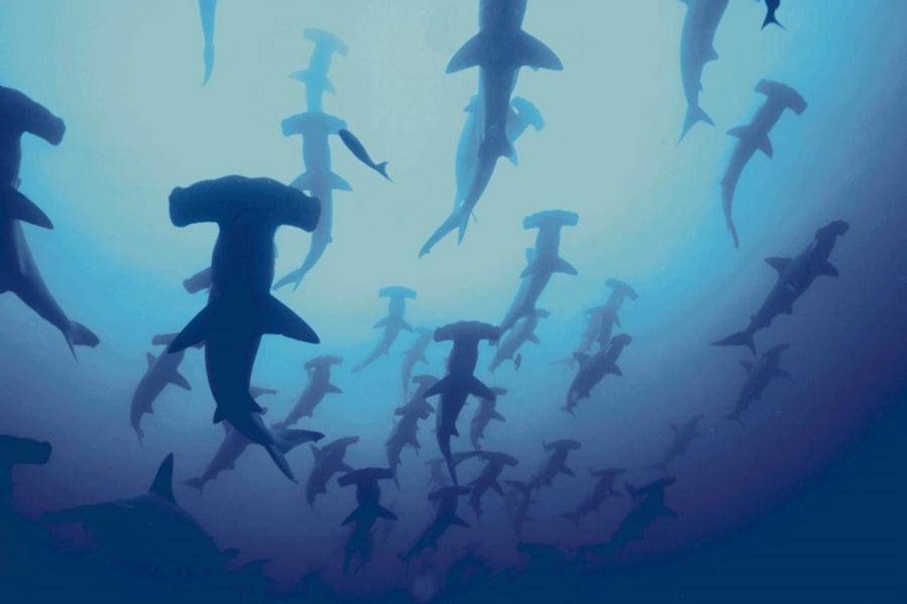 1280x853 animals sharks hammerhead shark underwater sea 1280x853 wallpaper