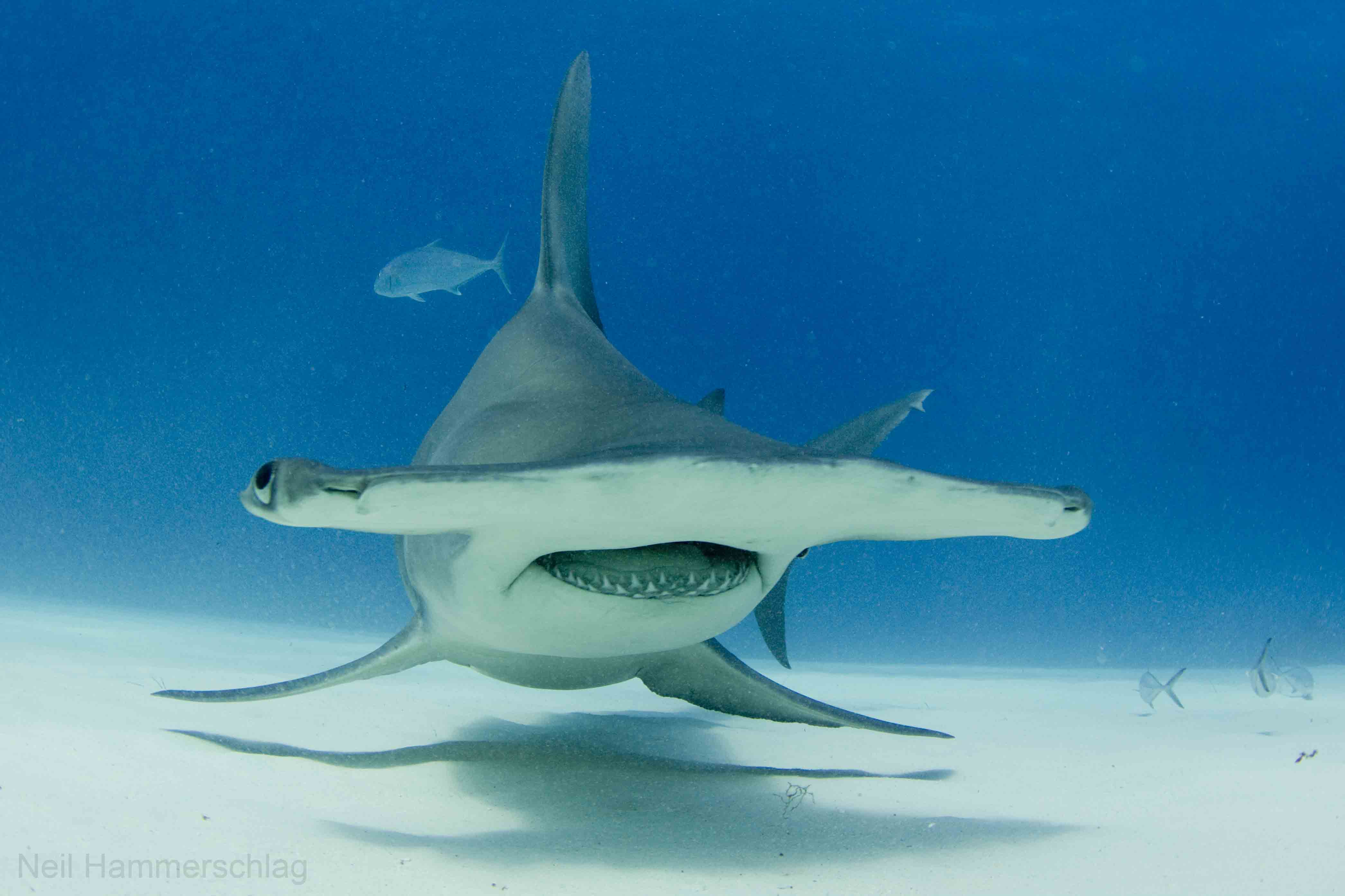 What Does A Hammer Shark Look Like at Virginia Boehmer blog