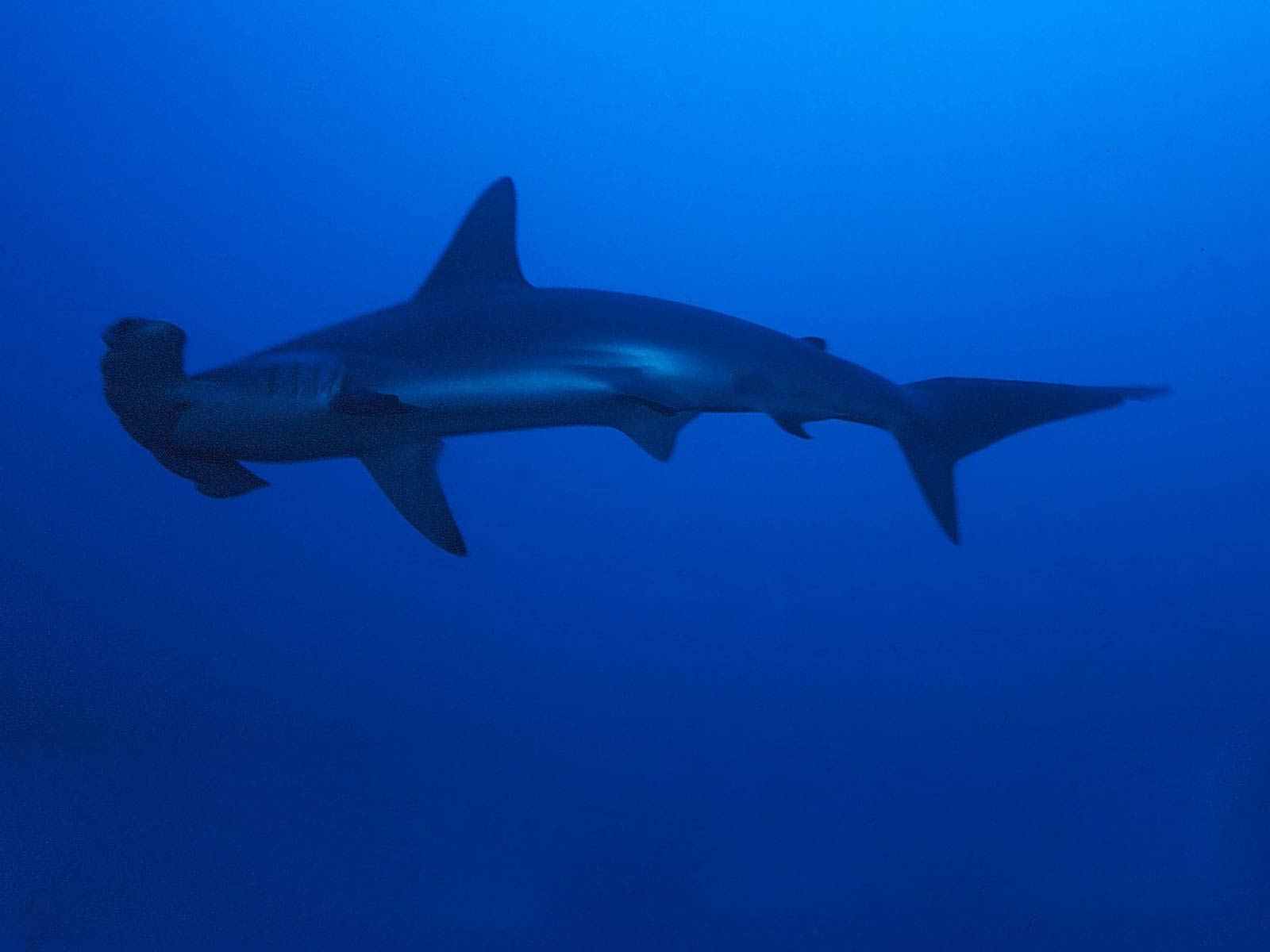 1600x1200 Free Hammerhead Shark Wallpaper download