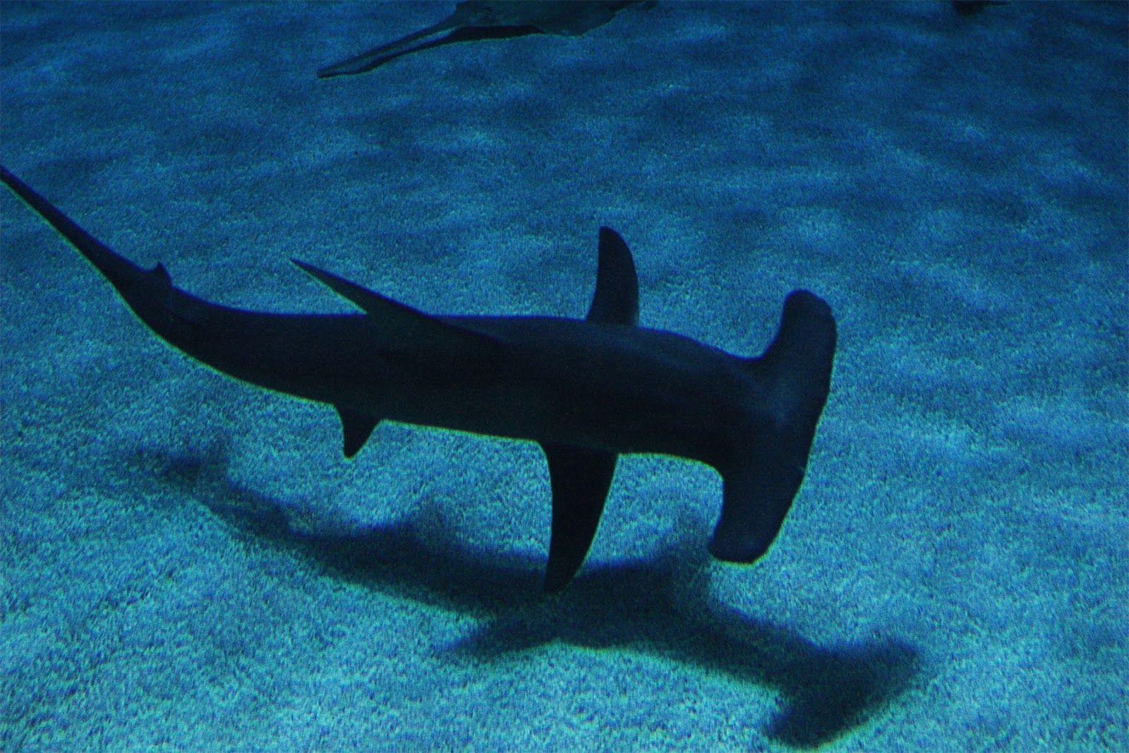 1600x1067 All Five Oceans: Shark wallpaper