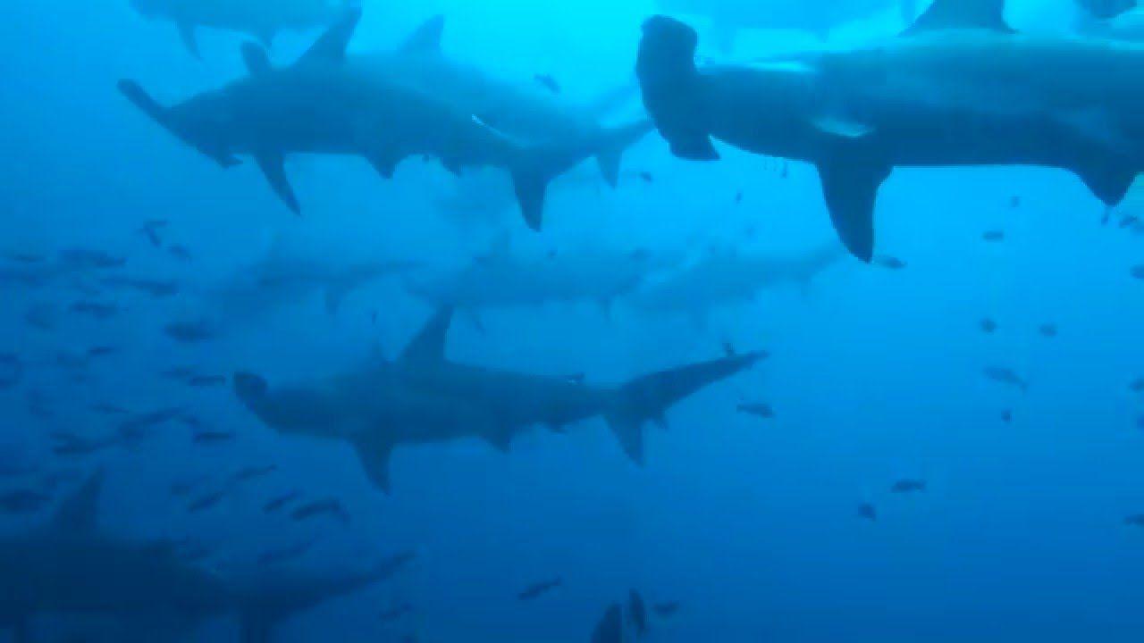 1280x720 Hammerhead shark school, Galapagos