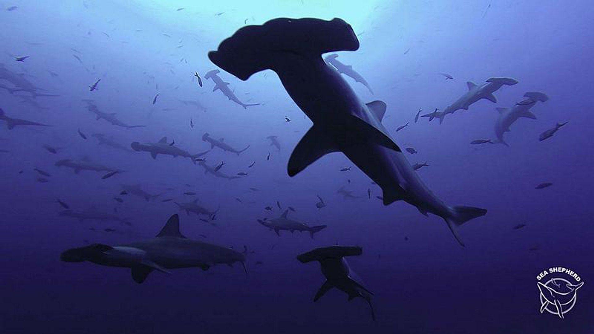 Hammerhead Shark Wallpapers - Top Free Hammerhead Shark Backgrounds