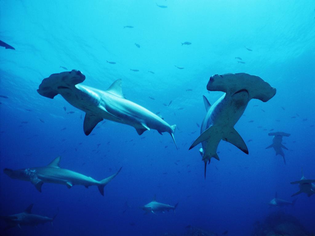 1024x768 Call to stop fishing for endangered hammerhead