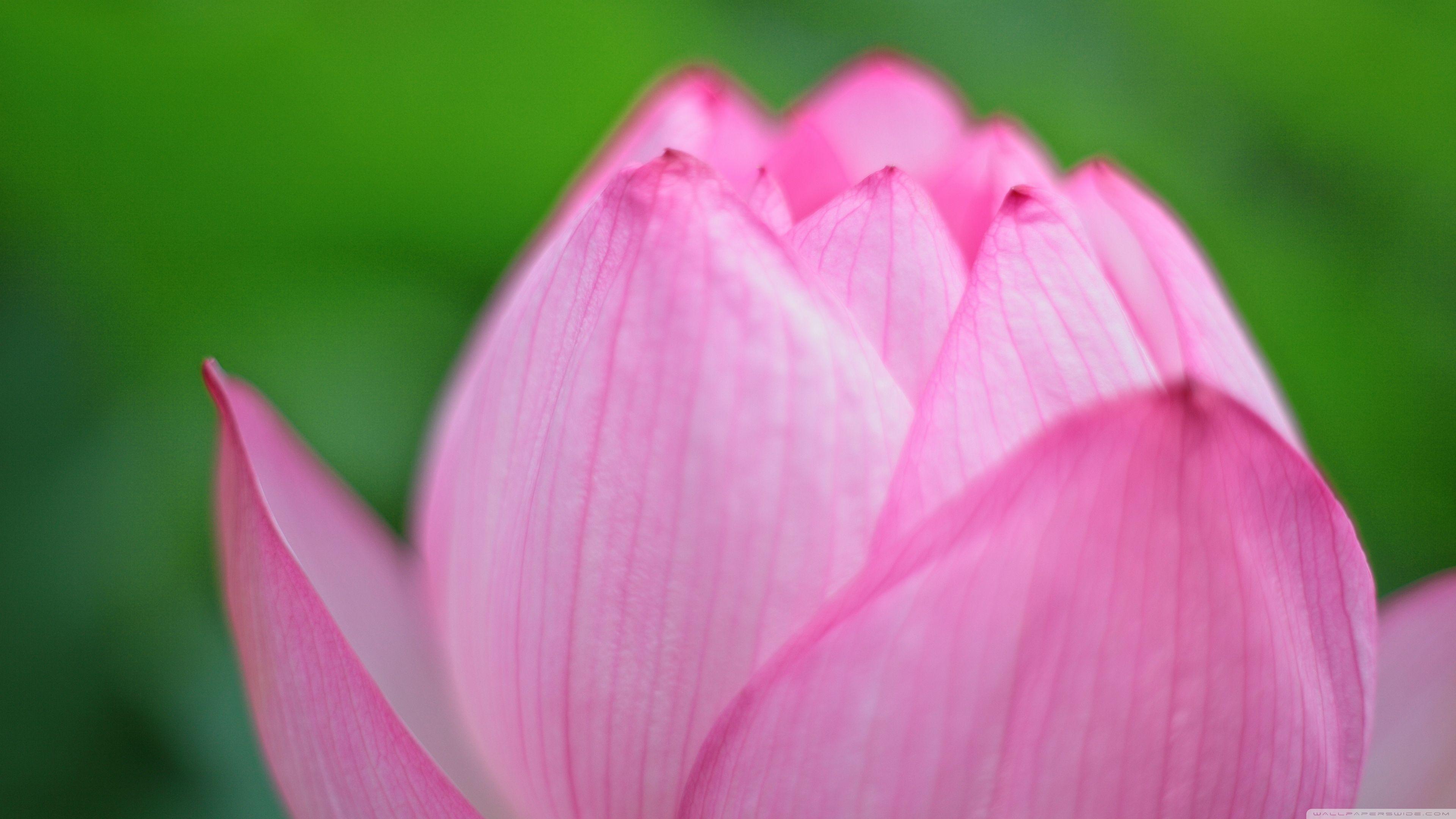 3840x2160 Pink Lotus Bud ❤ 4K HD Desktop Wallpaper for 4K Ultra HD TV • Wide