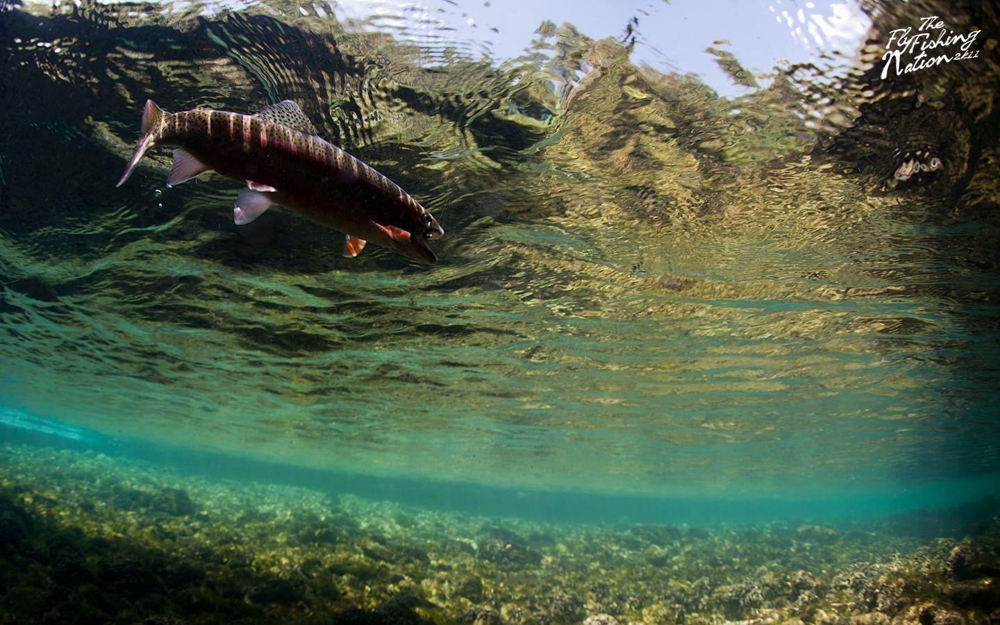 1440x900 WALLPAPER Fly Fishing Nation Since 2007