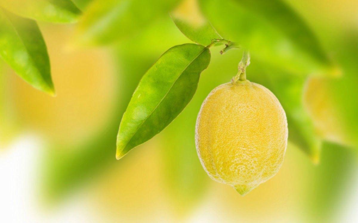 1200x750 The Gaming Lemon Wallpaper