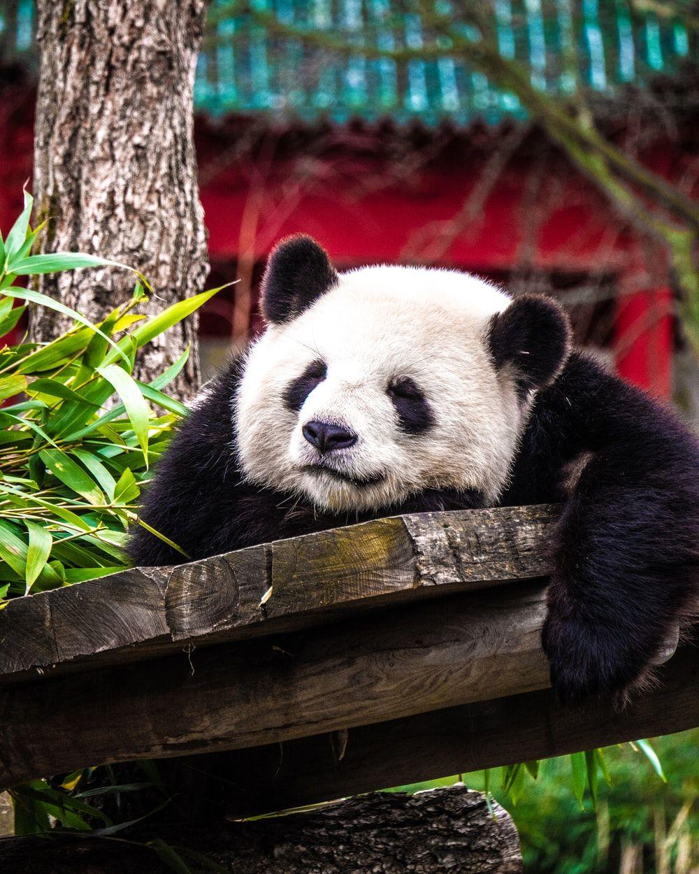 1000x1250 Panda Wallpaper: Free HD Download [HQ]