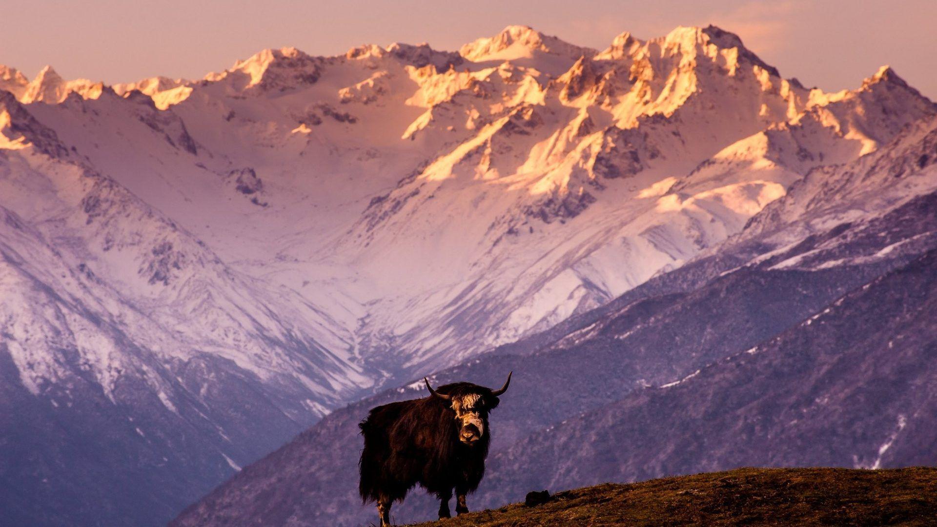 1920x1080 Tibet Tag wallpaper: Tibet Nature Free Download Animated Wallpaper