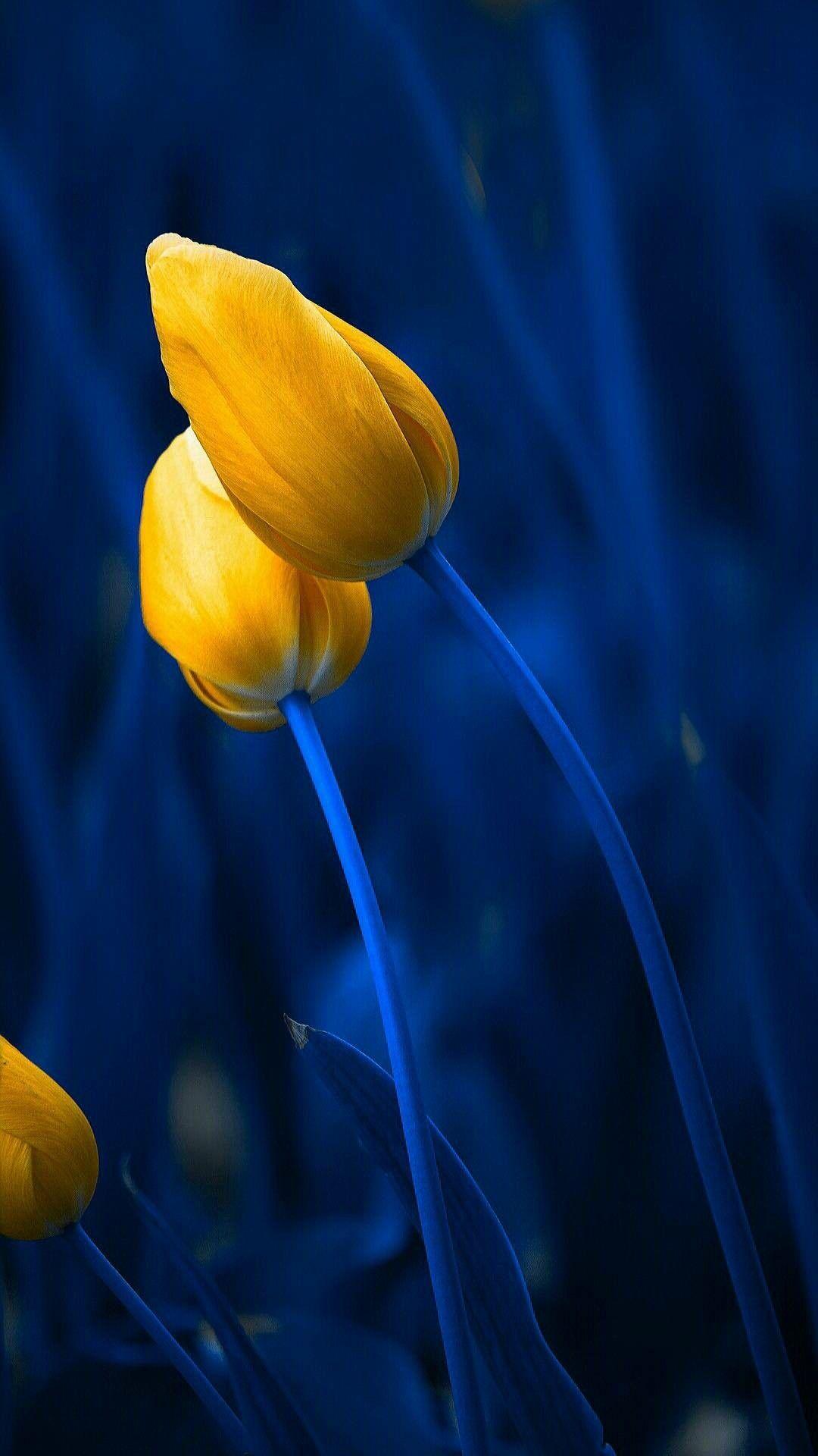 Download Blue And Yellow Flowers Wallpapers Top Free Blue And Yellow Flowers Backgrounds Wallpaperaccess