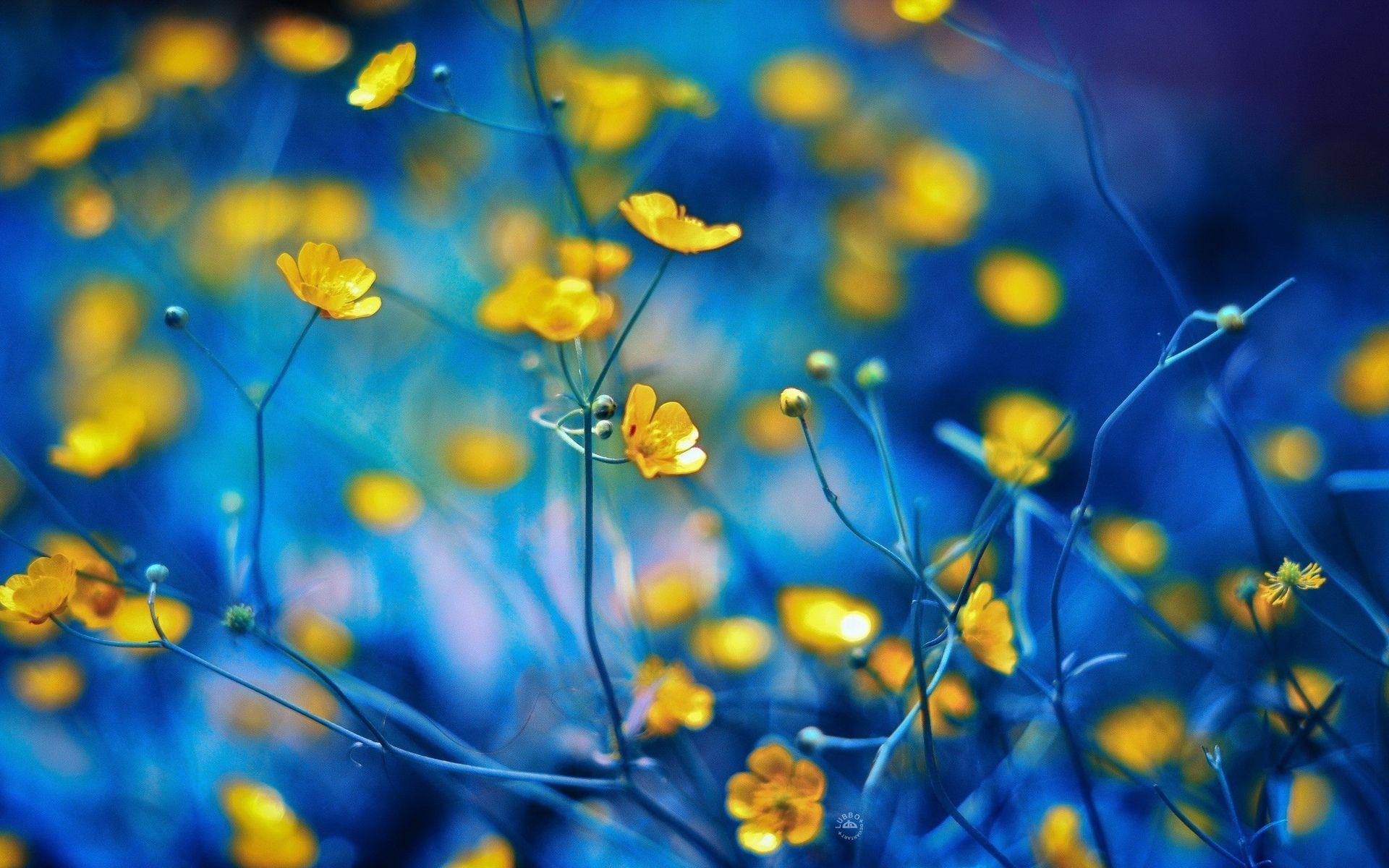 Blue and Yellow Flowers Wallpapers - Top Free Blue and Yellow Flowers  Backgrounds - WallpaperAccess