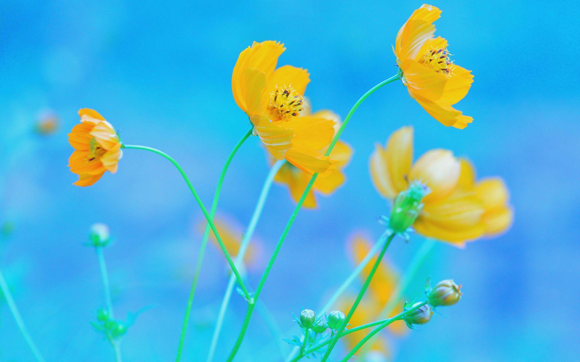 Blue and Yellow Flowers Wallpapers - Top Free Blue and Yellow Flowers