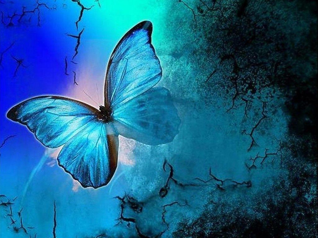 1024x768 Free Blue Butterfly Wallpaper Free at Wildlife Monodomo