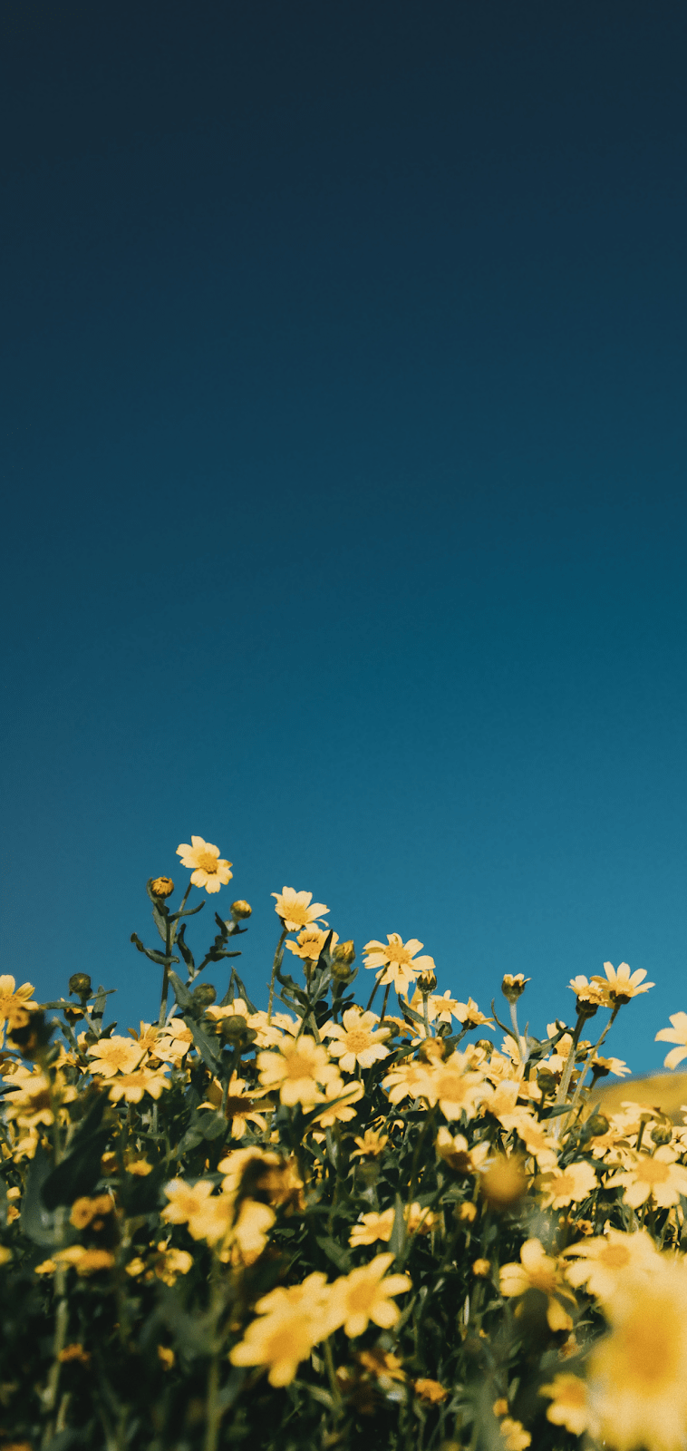 758x1600 Yellow flowers in the blue sky. Beautiful wallpaper