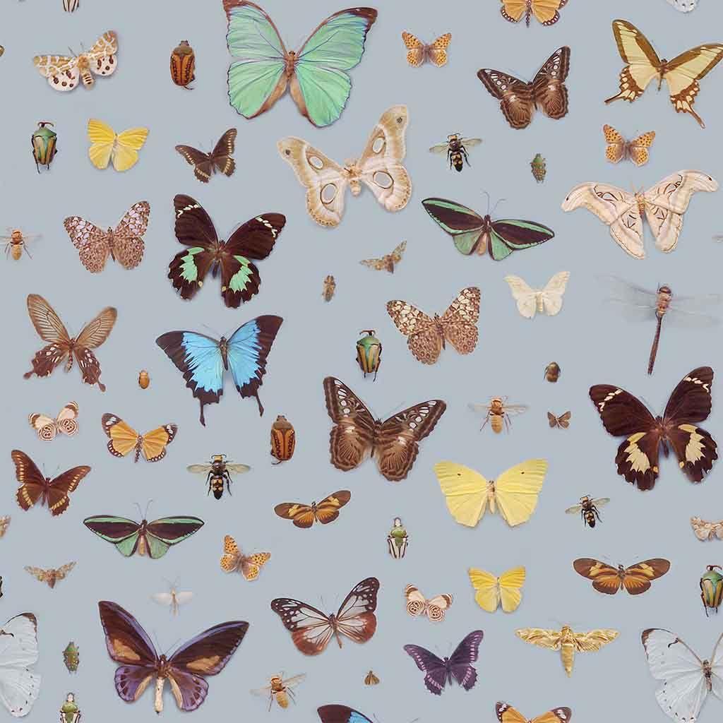 1024x1024 Bugs And Butterflies Wallpaper by Ella Doran in Wallpaper