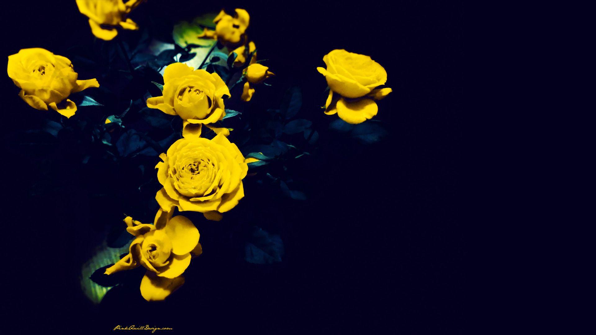 1920x1080 Free download Yellow roses on a dark blue background wallpaper