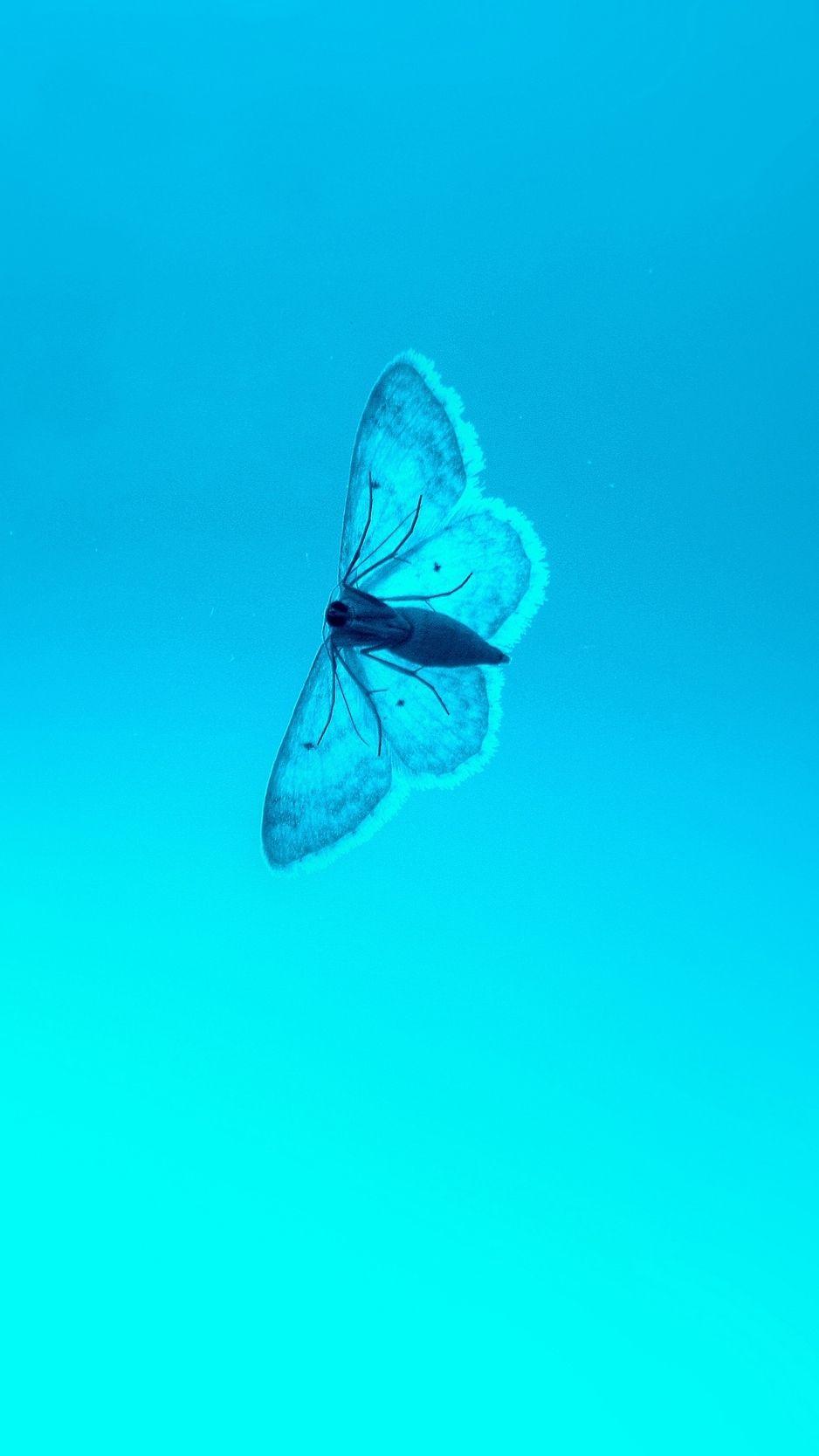 938x1668 Butterfly iPhone Wallpaper (52 picture)