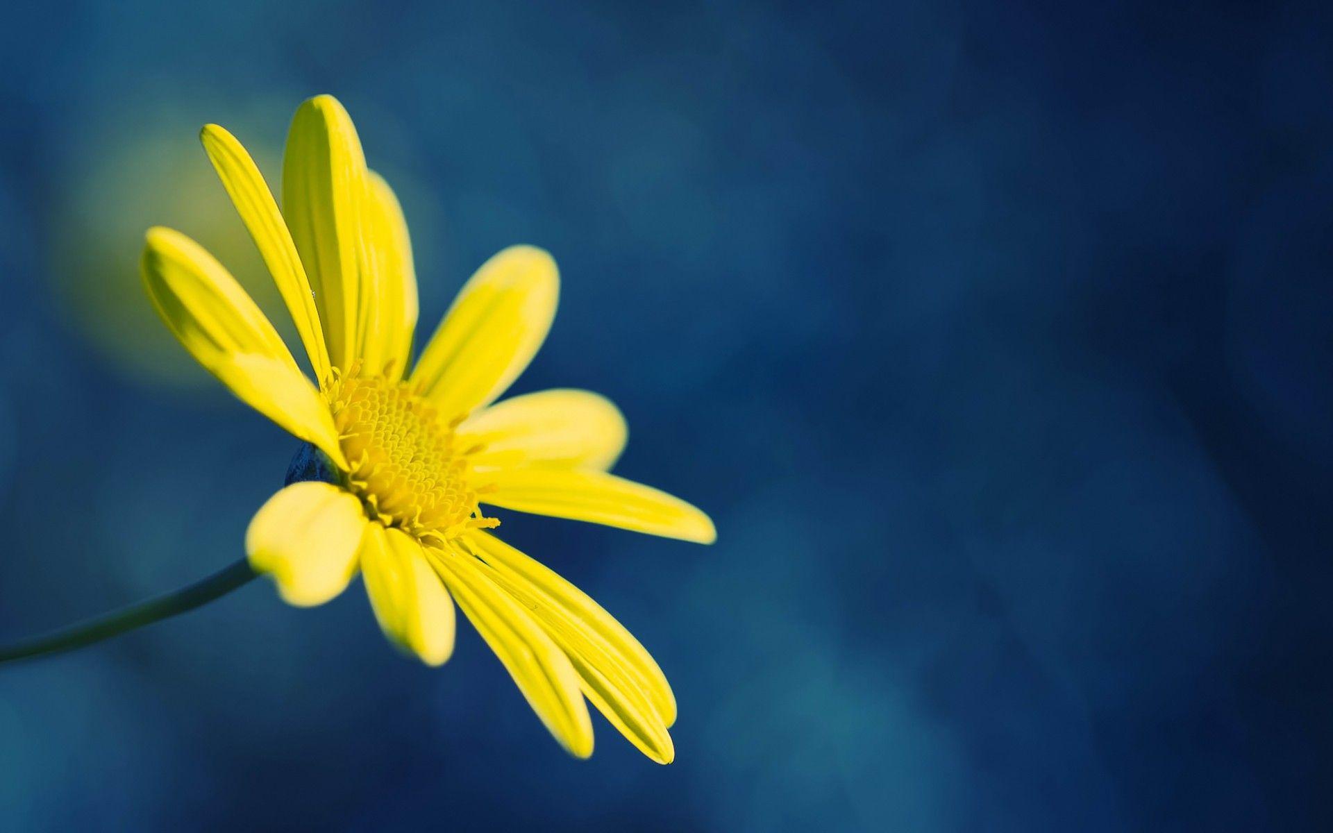 1920x1200 Yellow Flower on Blue Background wallpaper