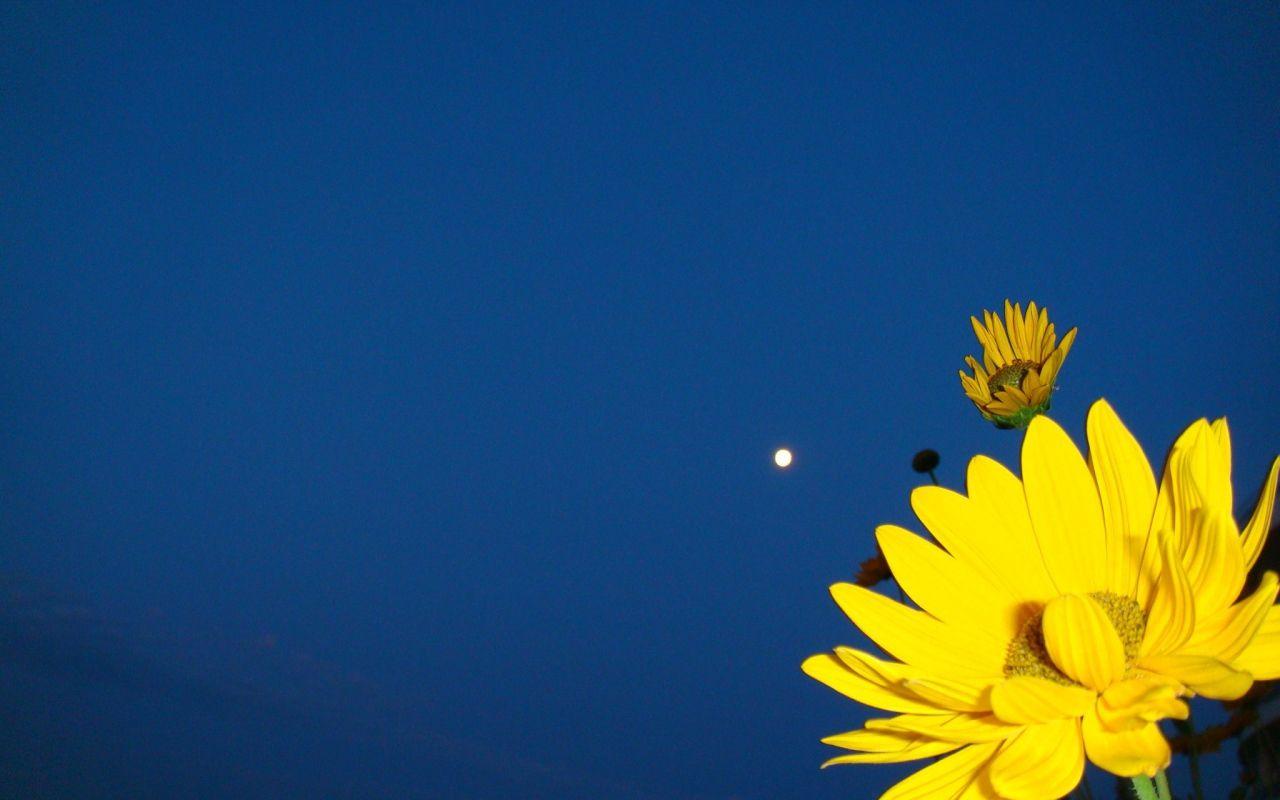 1280x800 Yellow flower on a dark blue background Desktop wallpaper 1280x800
