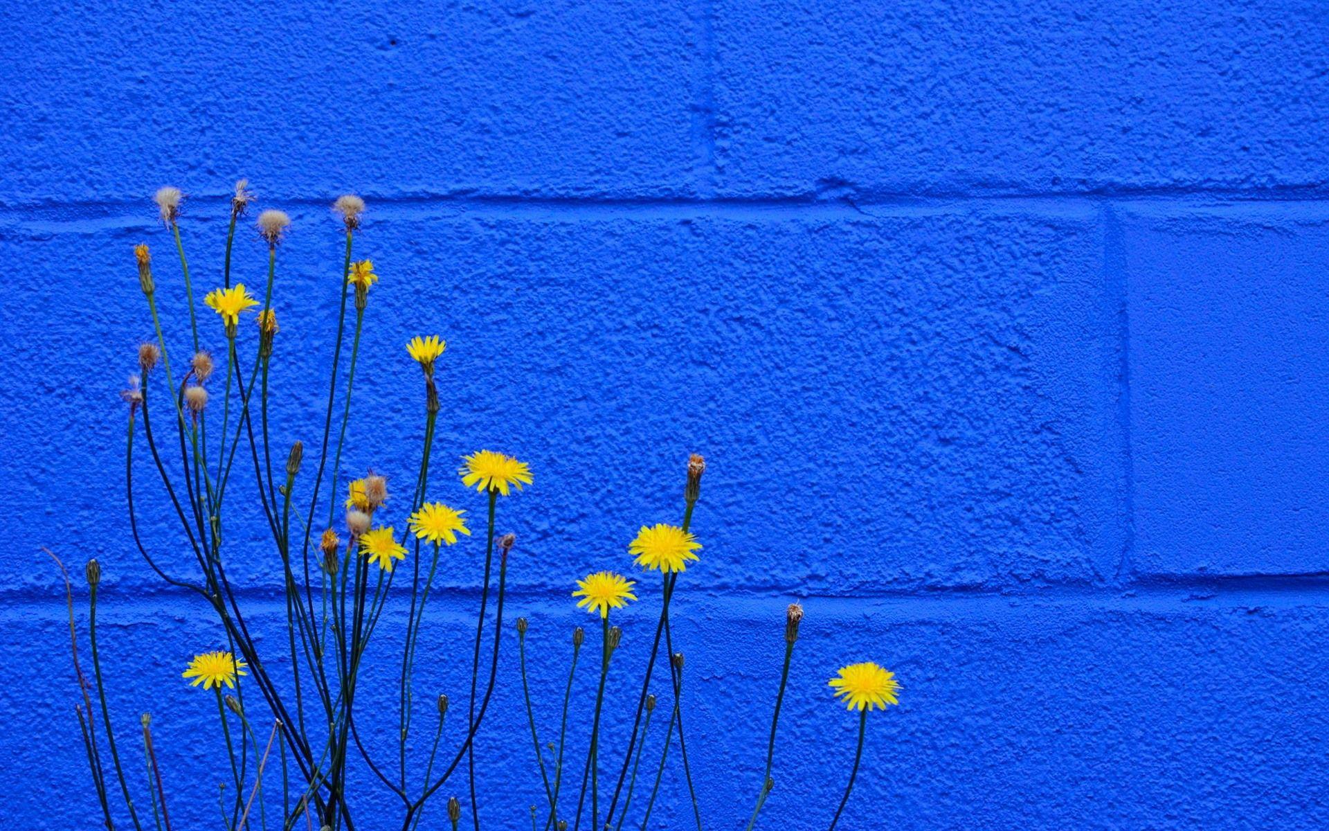 Blue and Yellow Flowers Wallpapers - Top Free Blue and Yellow Flowers