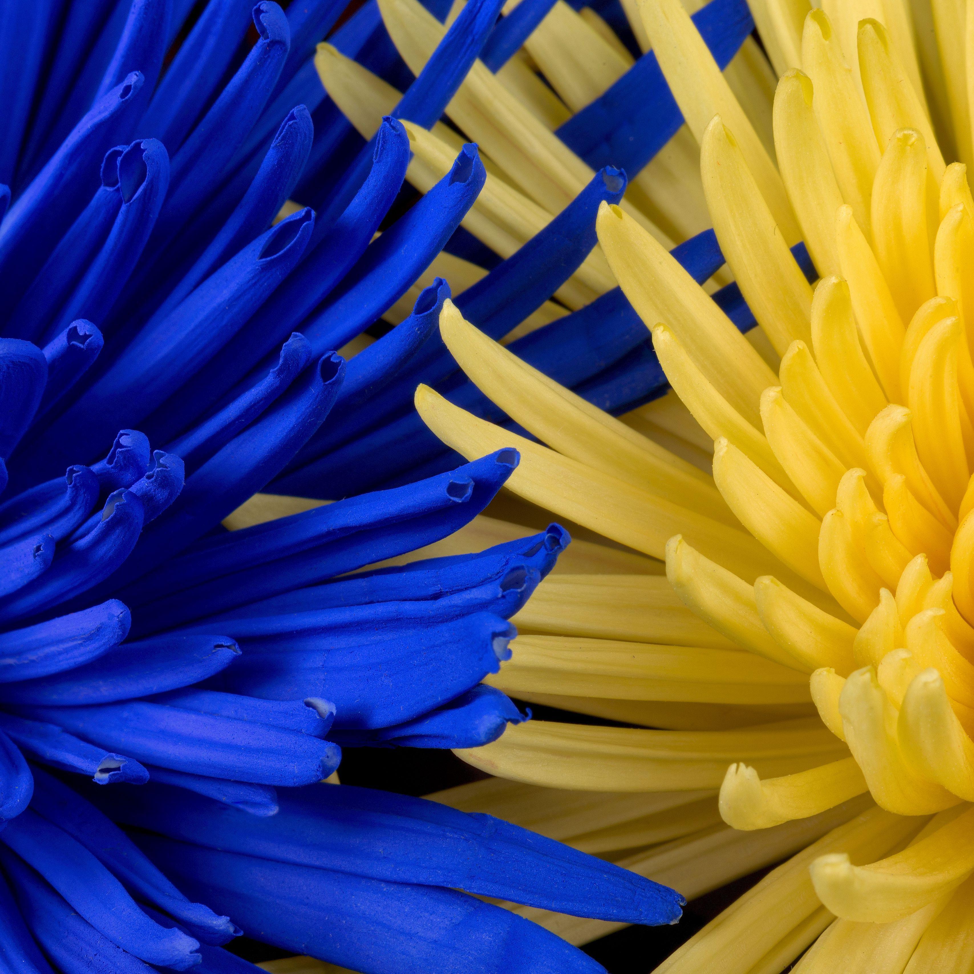 3415x3415 Download wallpaper 3415x3415 flowers, blue, yellow, petals ipad