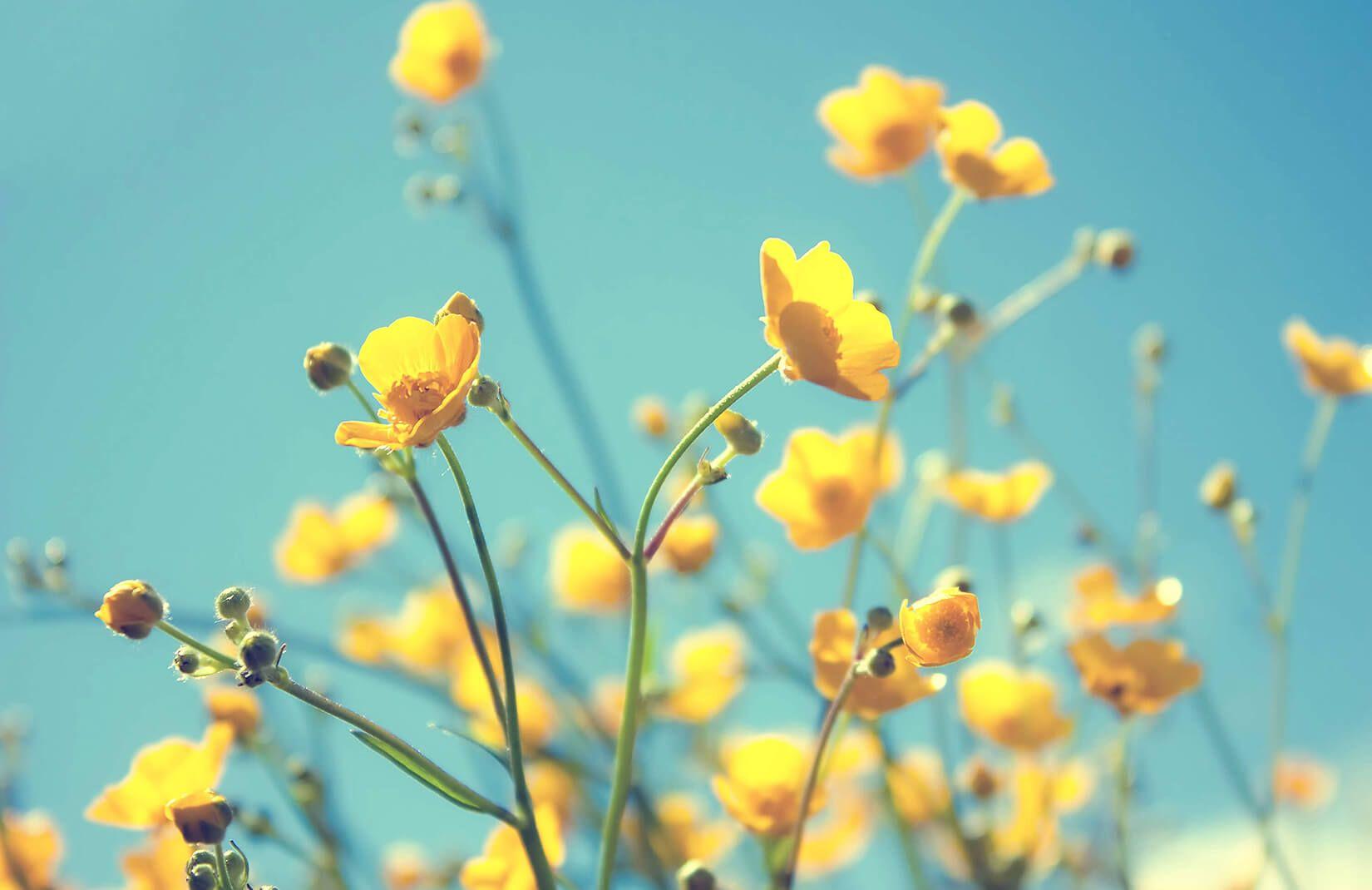 1650x1070 Yellow Flowers Wallpaper Mural