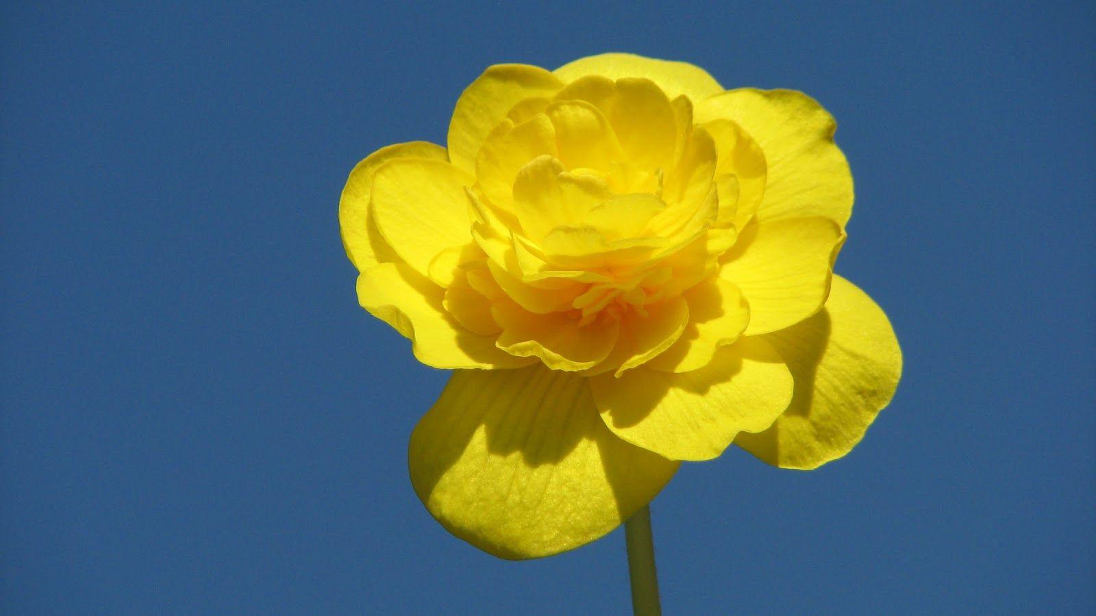 1600x900 Beautiful Desktop Background Blue and Yellow Flowers Desktop