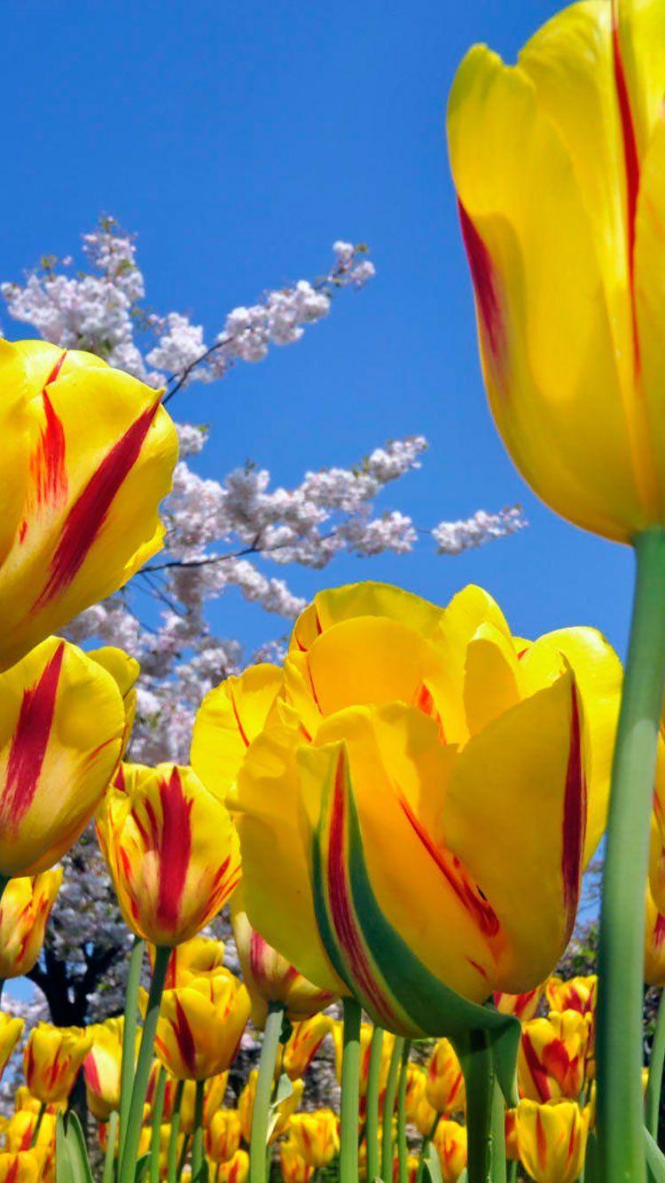 750x1334 iPhone Wallpaper Yellow Flowers