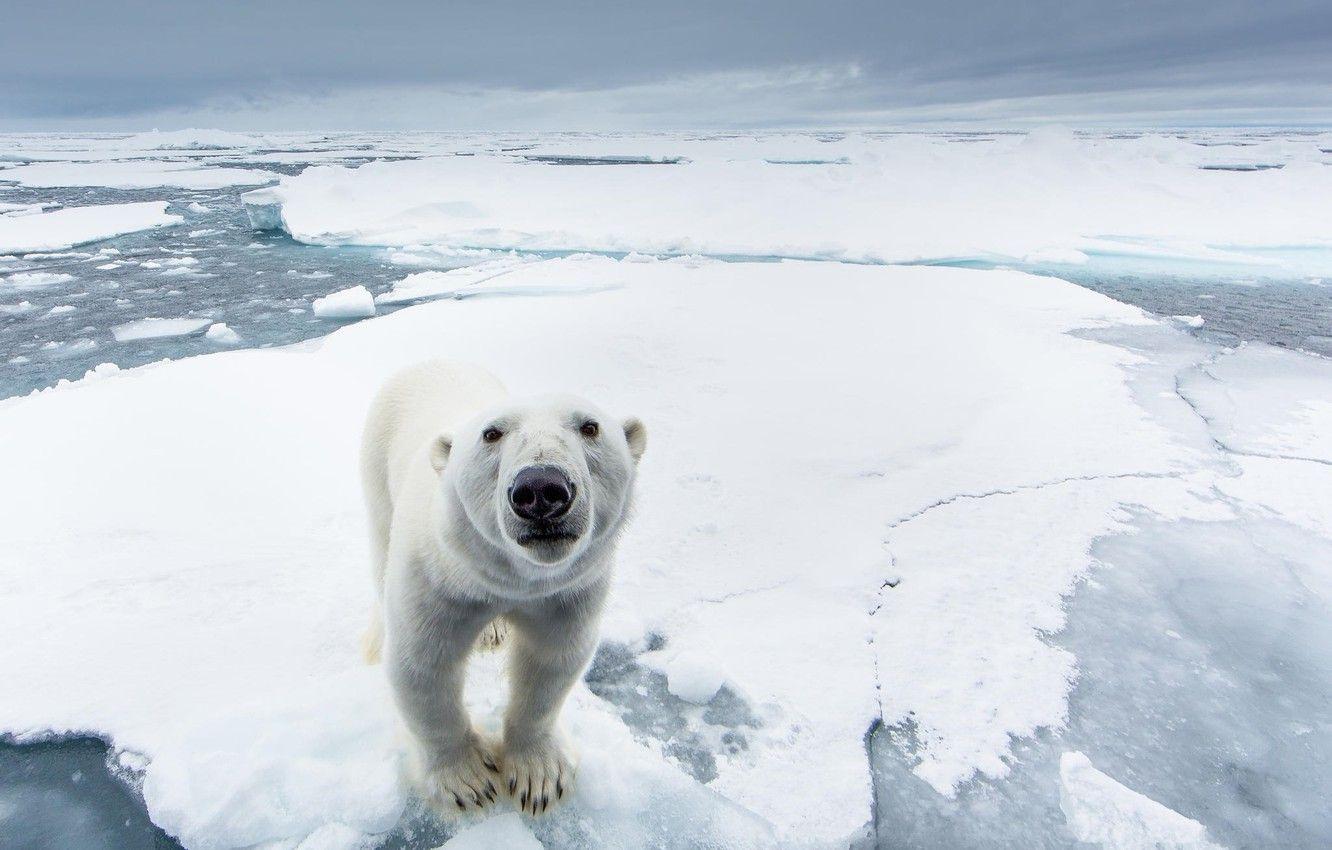 1332x850 Wallpaper ice, snow, nature, predator, North pole, polar bear