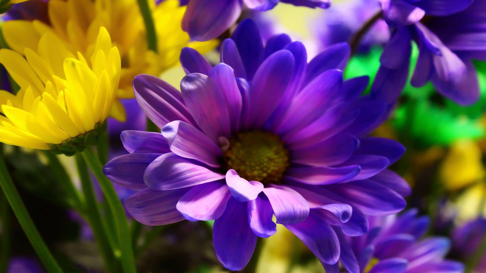 1920x1080 Purple yellow flowers -