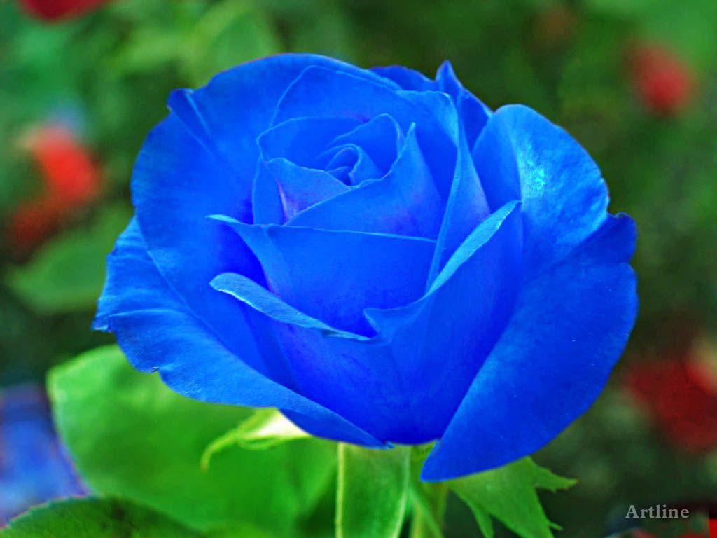 1024x768 Blue Rose With Green Leaf HD Wallpaper. Blue roses wallpaper