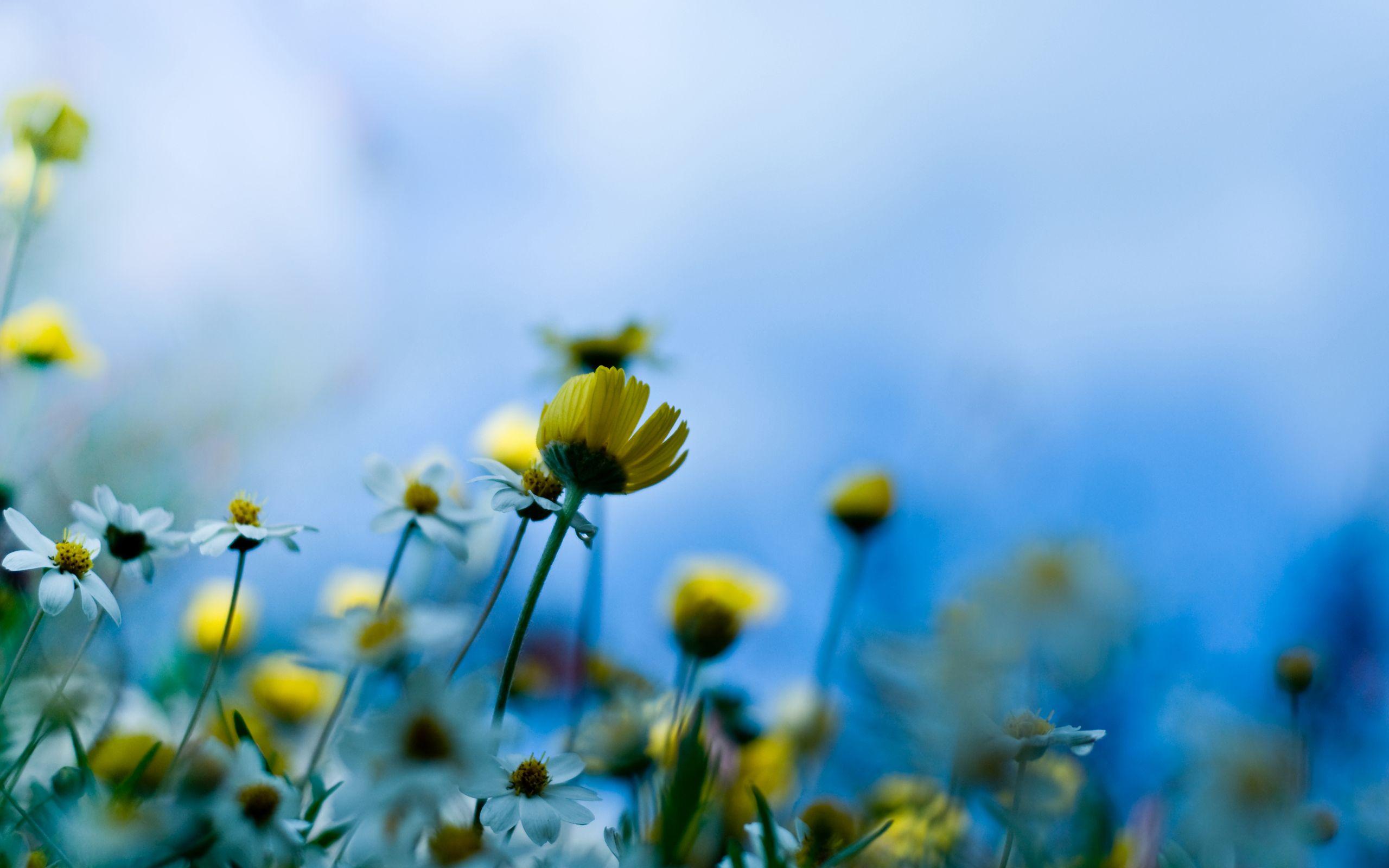2560x1600 Yellow Flowers Wallpaperx1600