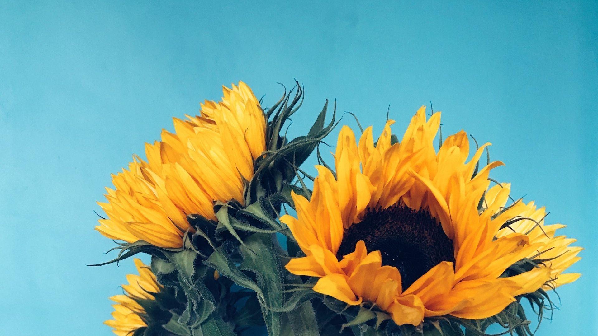 1920x1080 Yellow Flowers Wallpaper