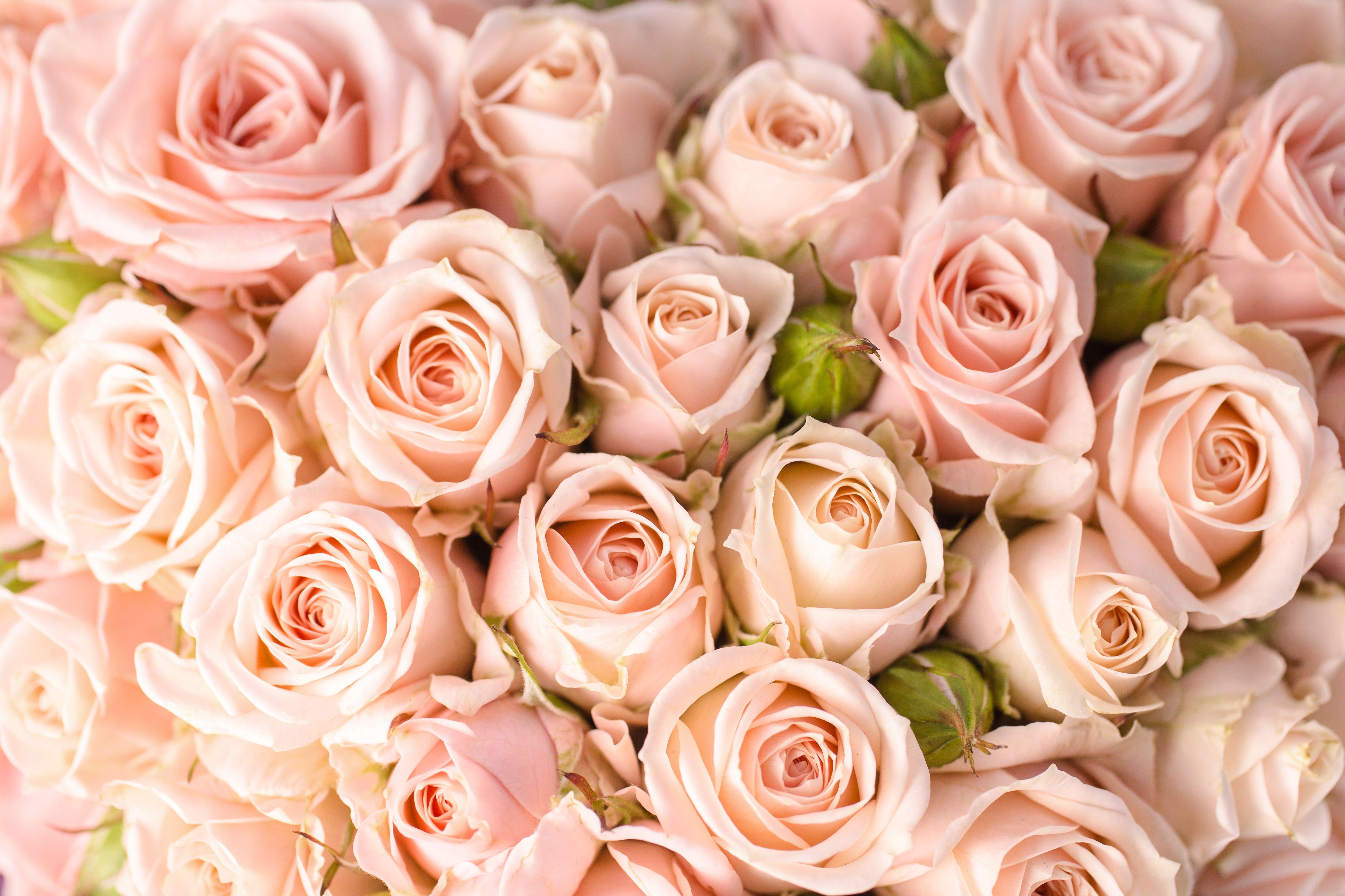 Peach Roses Wallpapers - Top Free Peach Roses Backgrounds - WallpaperAccess