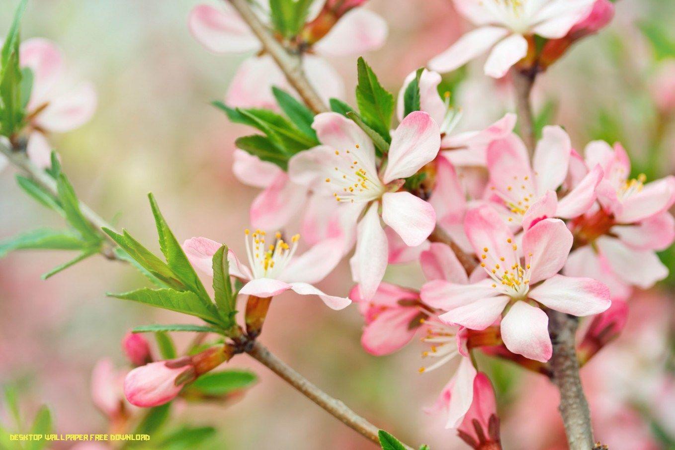 1358x905 Peach Flowers Wallpaper HD Picture