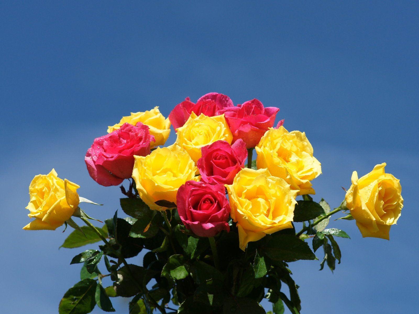 1600x1200 Wallpaper Roses: Bouquets red, orange, pink roses, white roses and peach rose bouquets rose wal. Beautiful rose flowers, Beautiful roses, Smelling flowers