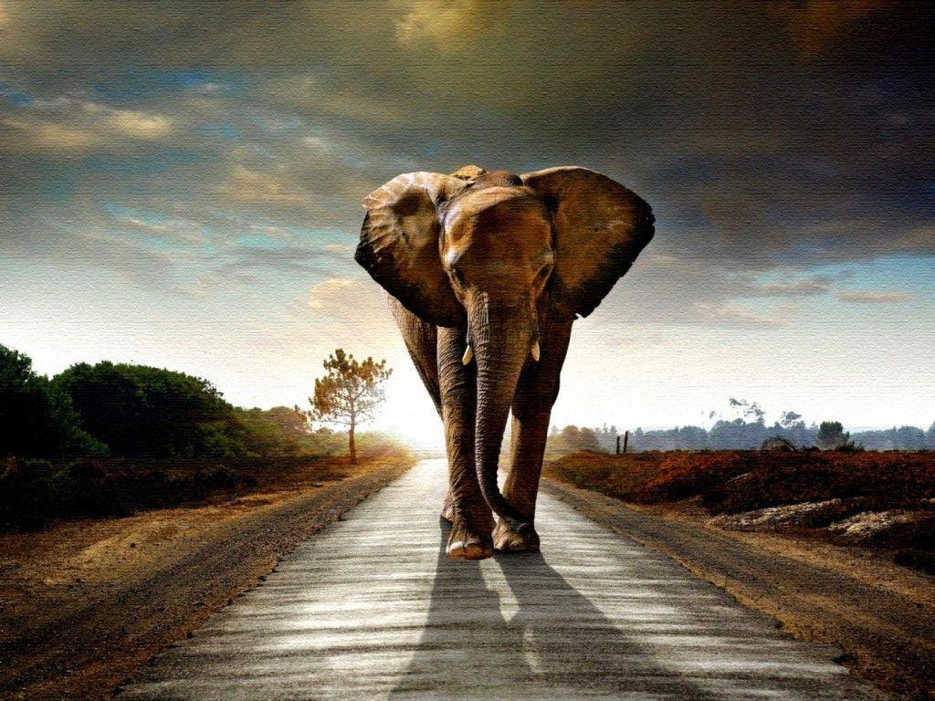 1024x768 Elephant HD Wallpaper Desktop Picture. Elephant wallpaper