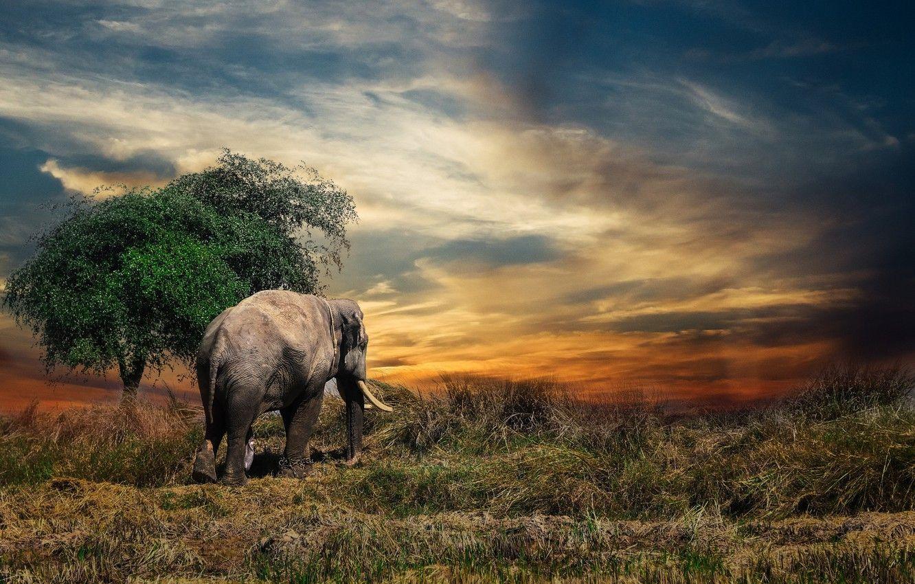 1332x850 Wallpaper elephant, Thailand, animal image for desktop, section