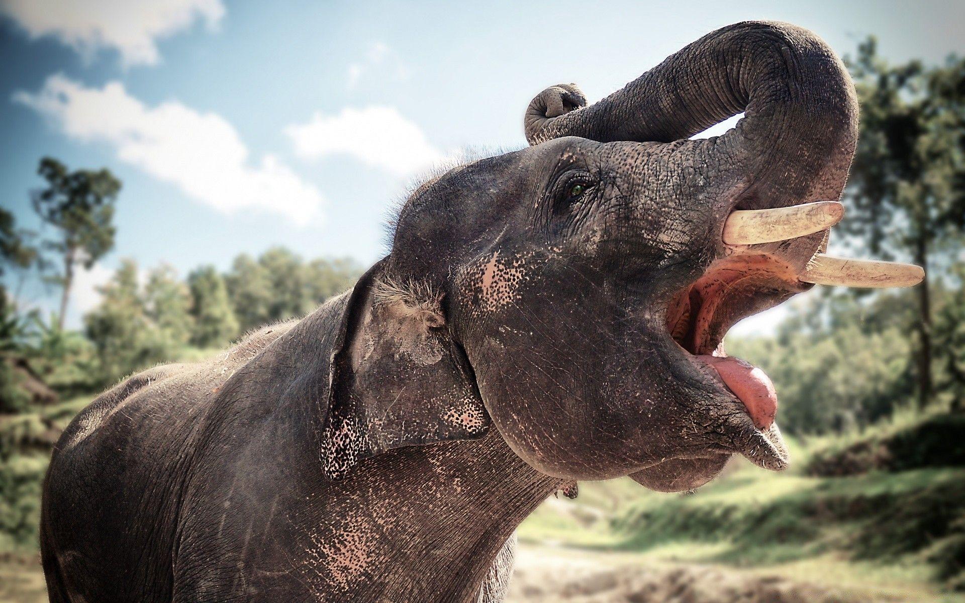 1920x1200 Elephant In Chiang Mai, Thailand