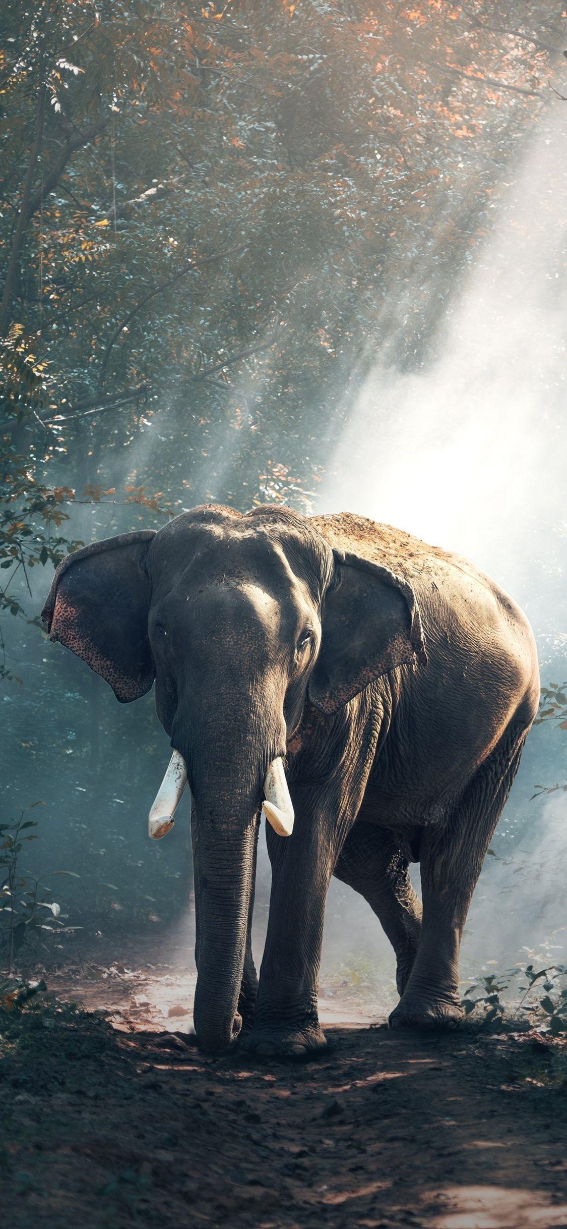 1125x2436 Elephant iPhone XS, iPhone iPhone X HD 4k Wallpaper