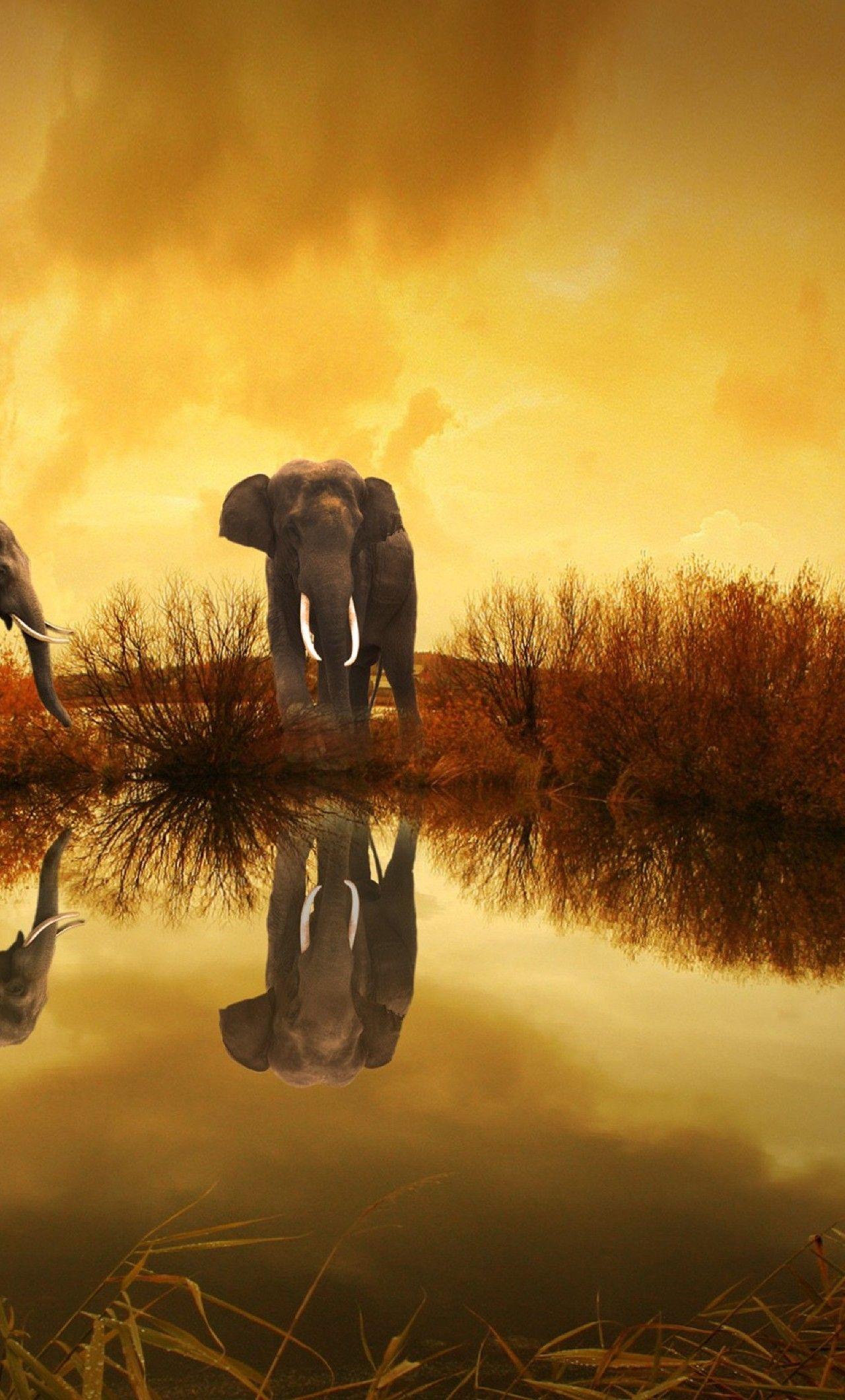 1280x2120 Elephants Wildlife River Thailand iPhone 6 plus
